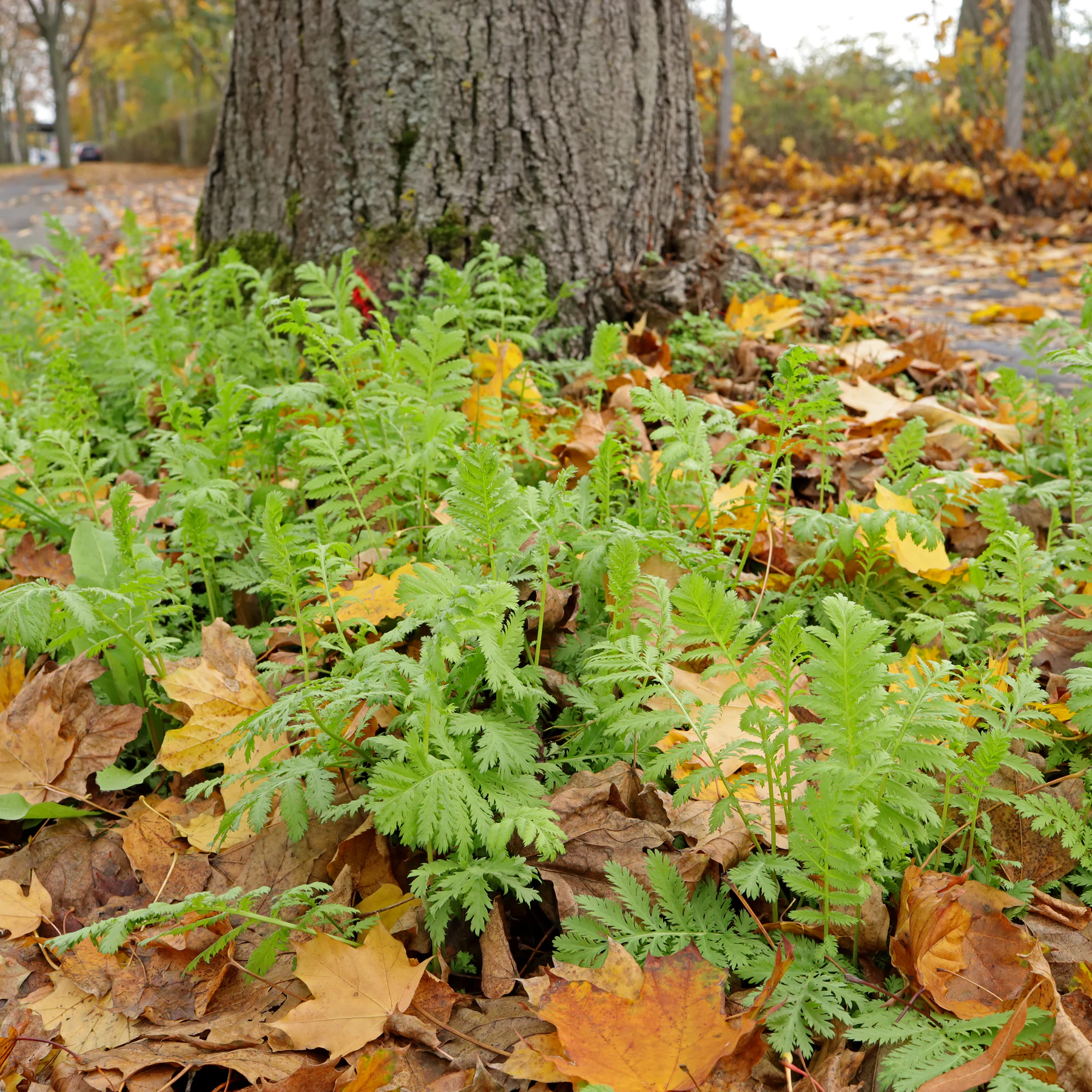 Rainfarn am Wegrand im November