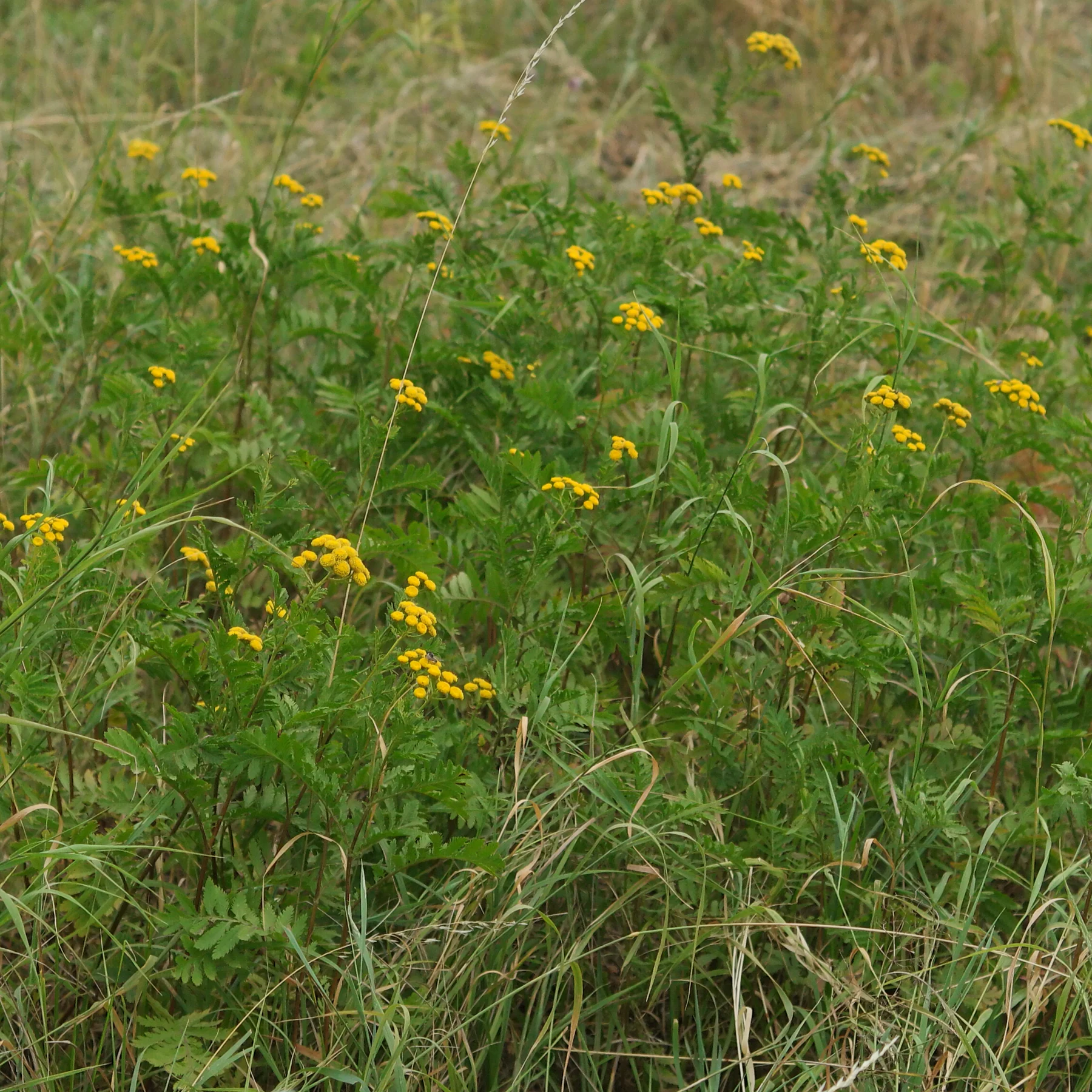 Rainfarn in Wiese