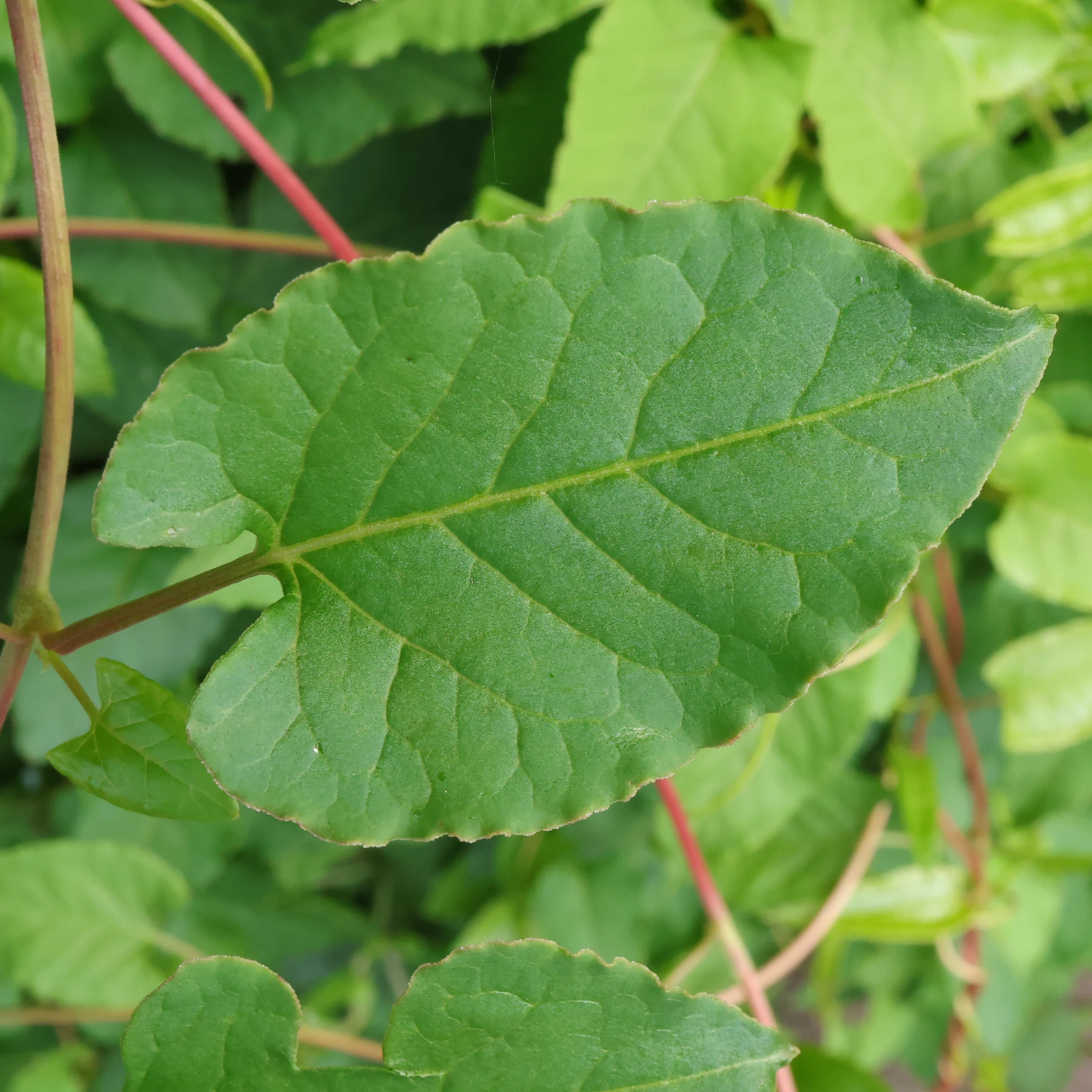 Schlingknöterich Blatt