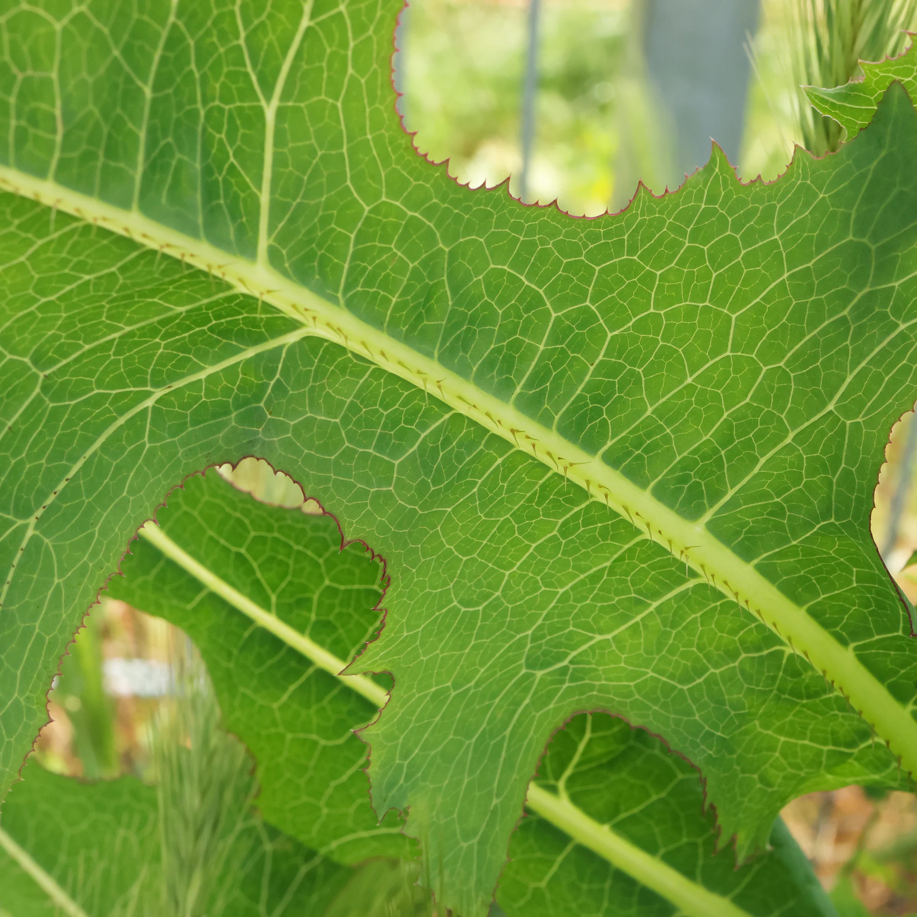 Stachel Lattich Blatt Unterseite Blattadern
