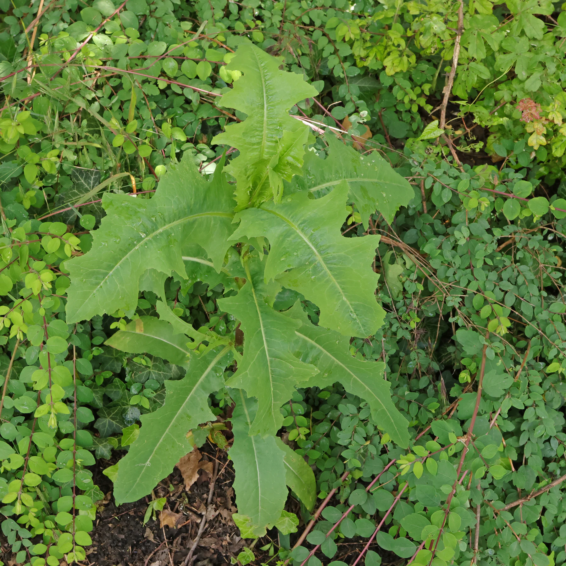 Stachel Lattich in Hecke