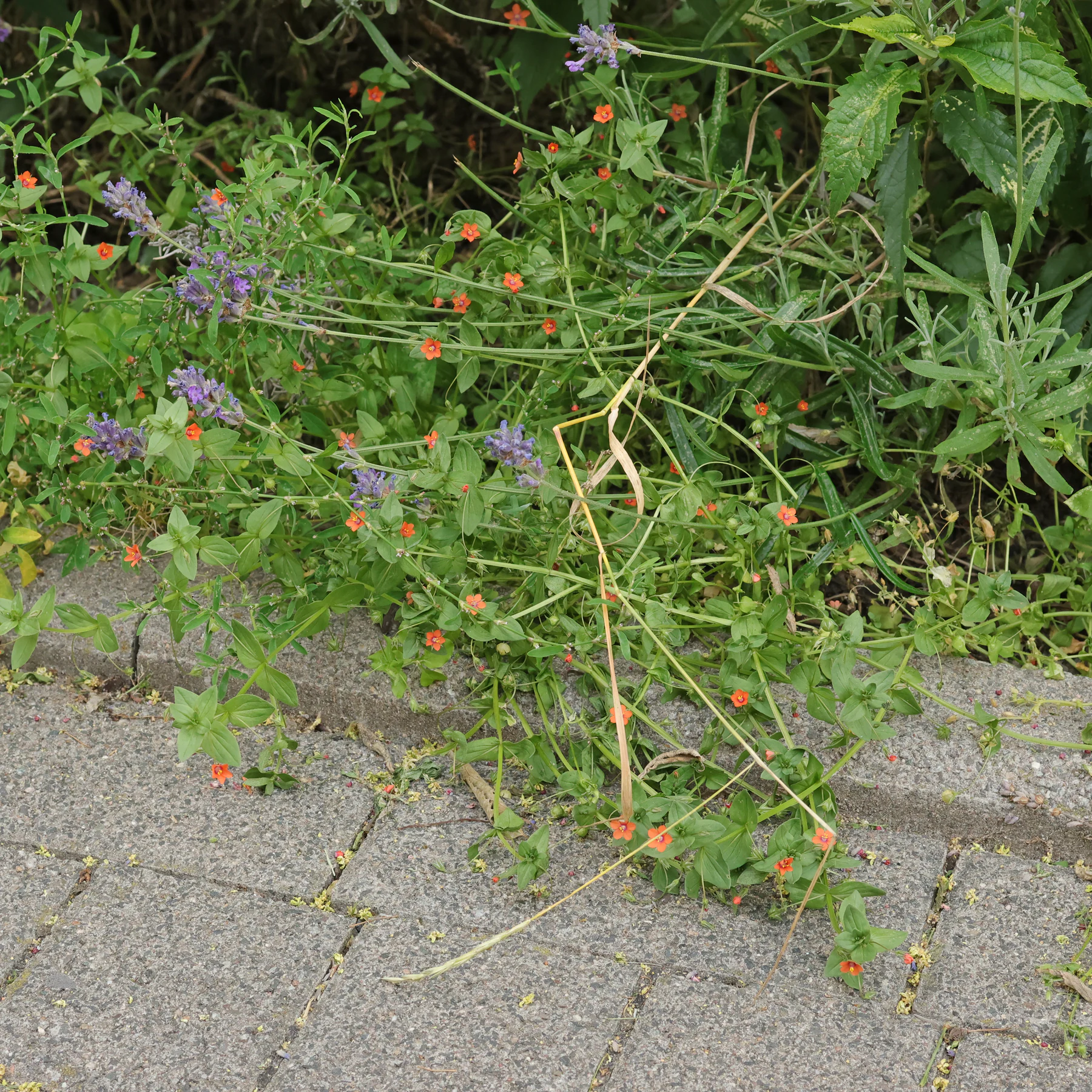 Acker Gauchheil in Vorgarten