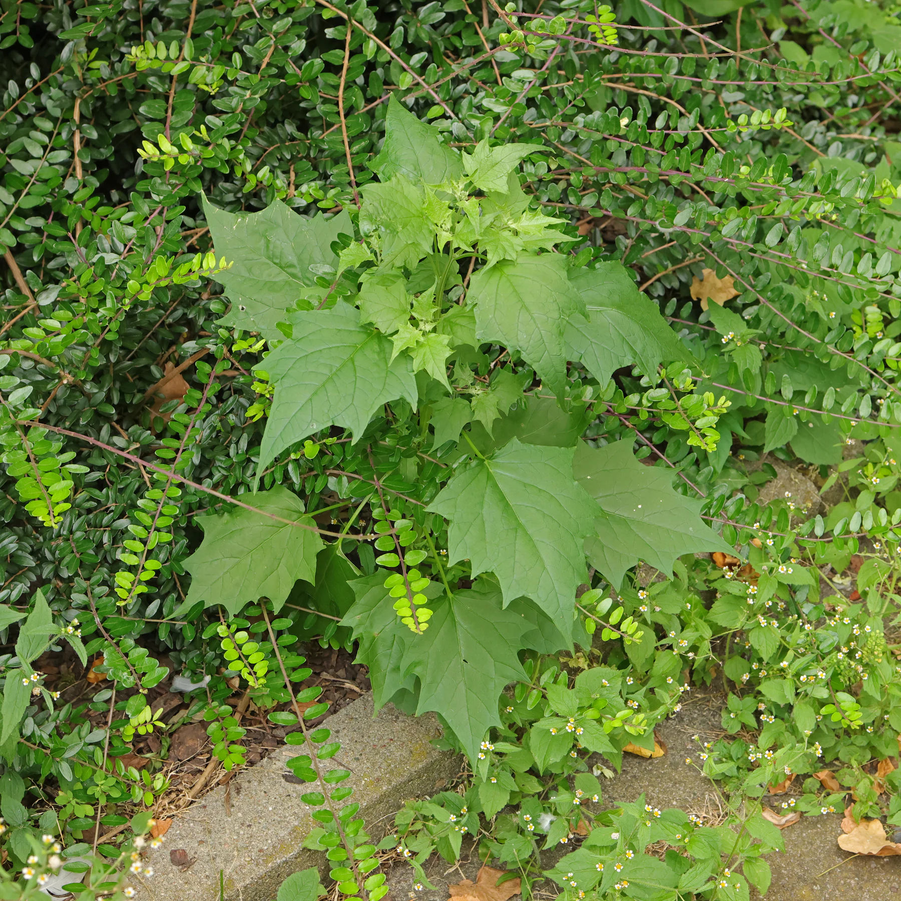 Bastard Gänsefuß vor Hecke