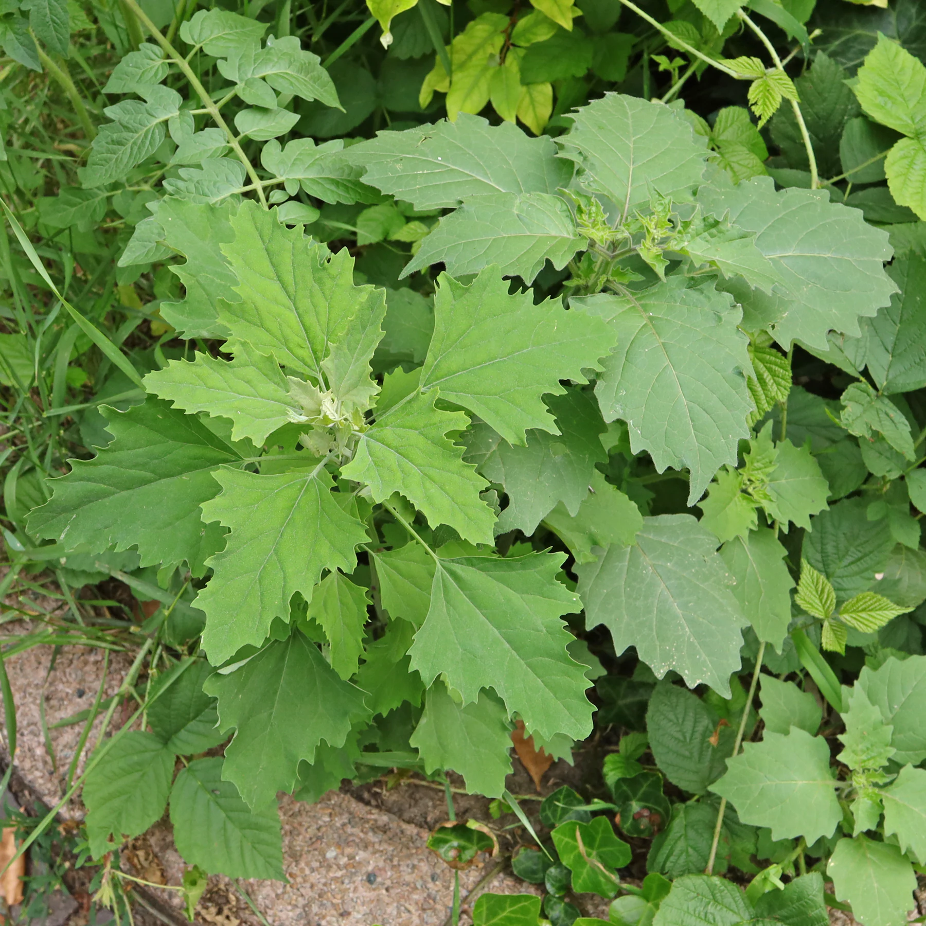 Chenopodium album und Solanum nigrum