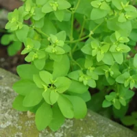 Garten Wolfsmilch Blätter