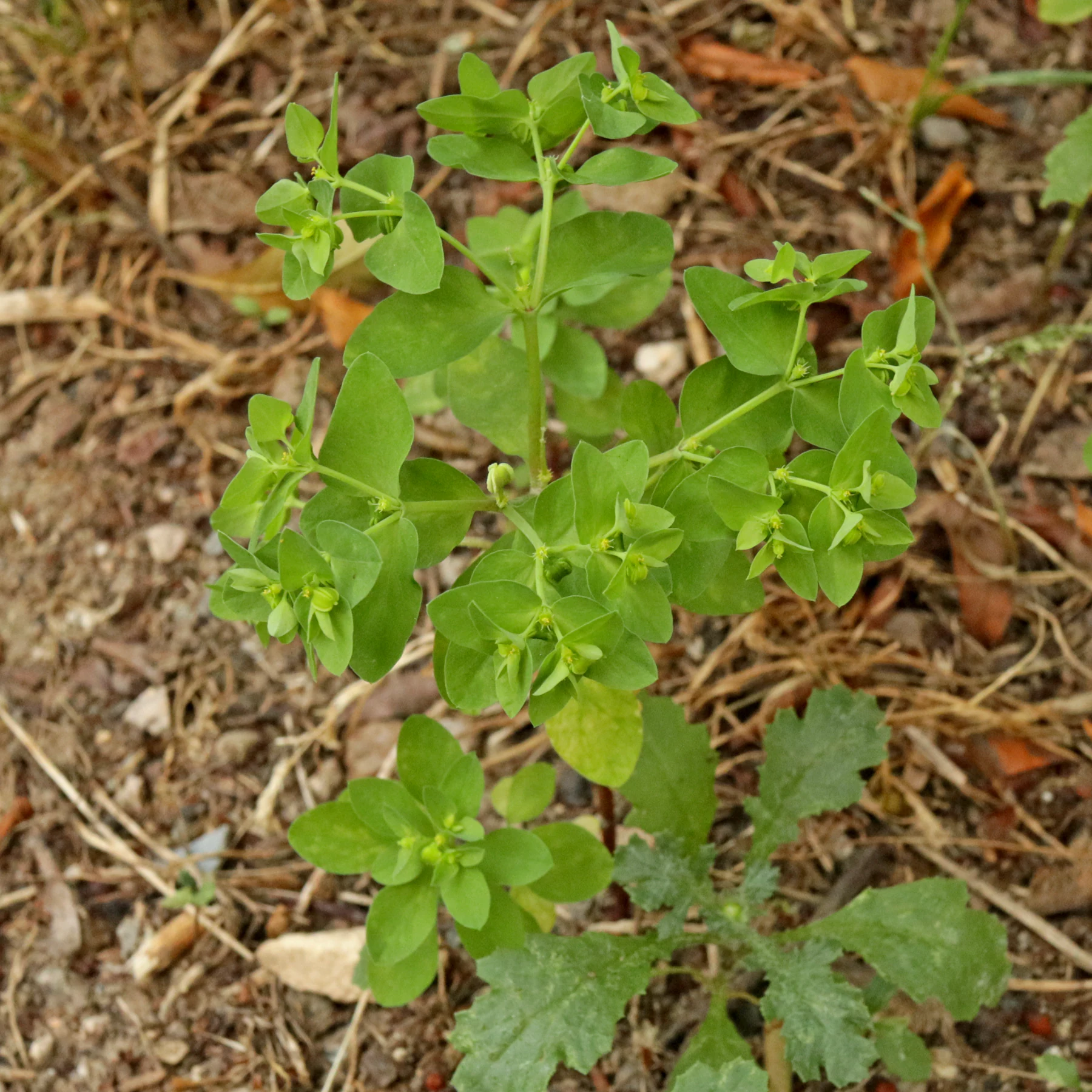 Garten Wolfsmilch Habitus