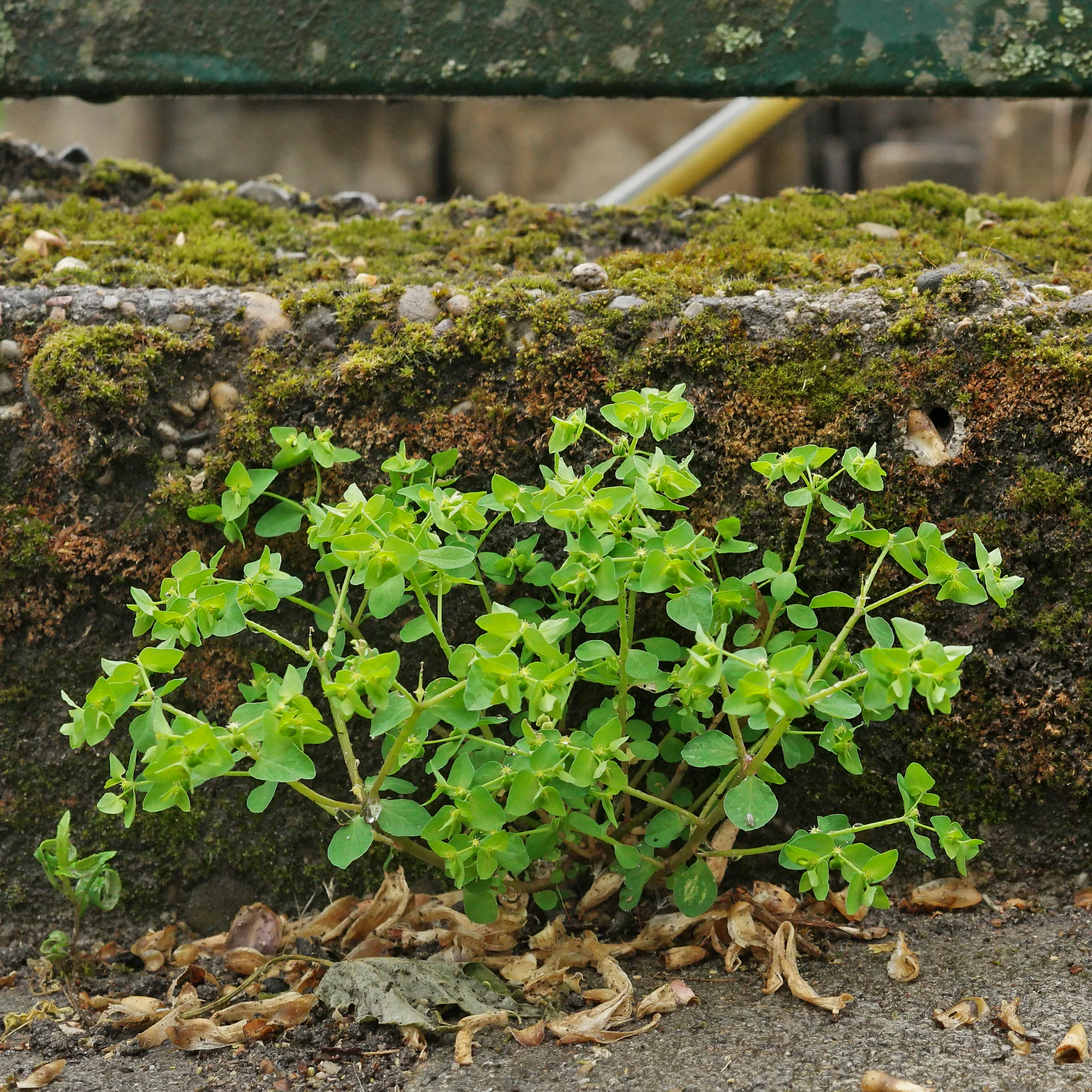 Garten Wolfsmilch am Wegrand
