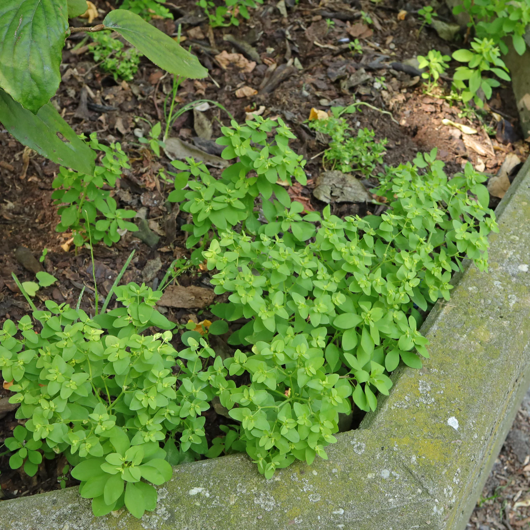 Garten Wolfsmilch in Blumenkübel
