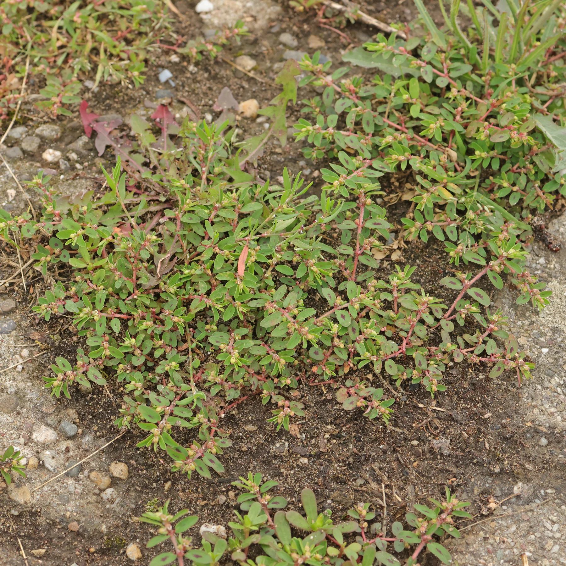 Gefleckte Wolfsmilch Habitus