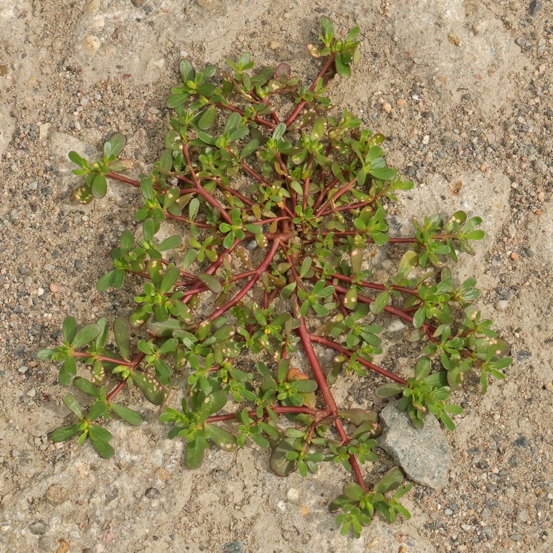 Portulak Habitus