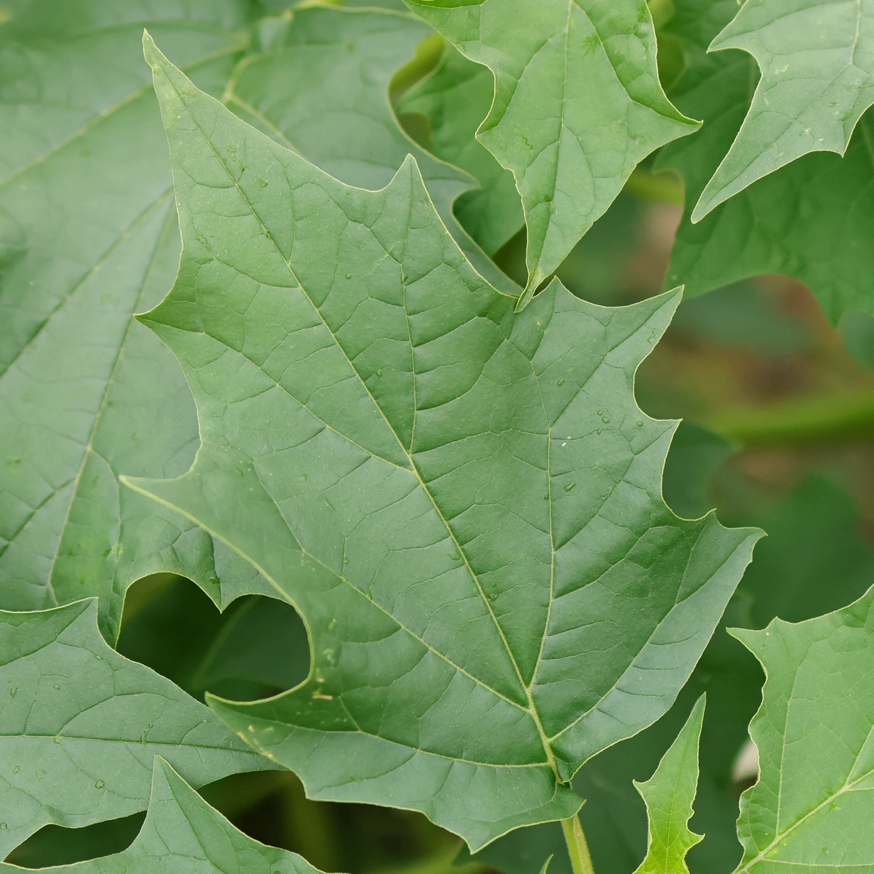 Stechapfel Blatt Oberseite