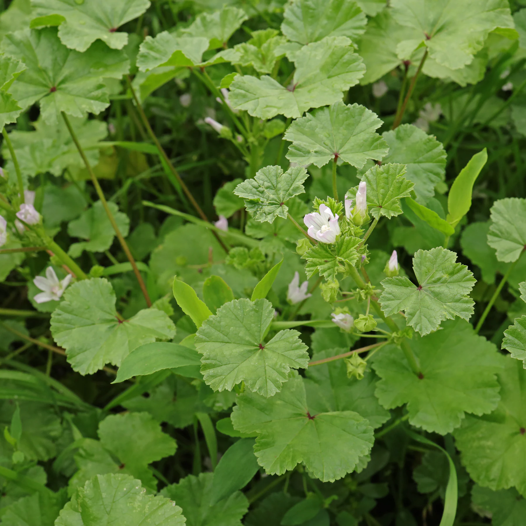 Weg Malve Habitus