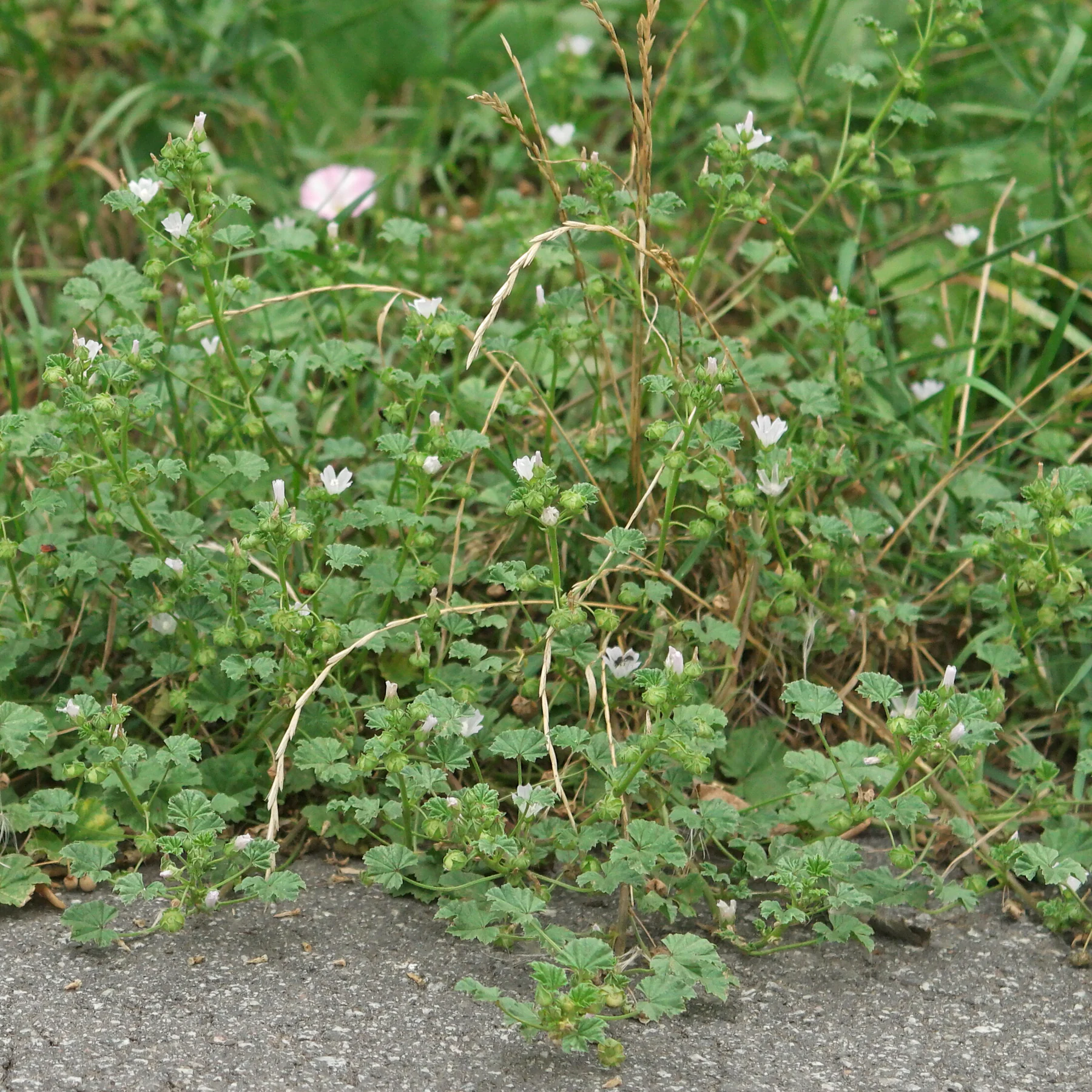 Weg Malve am Wegrand