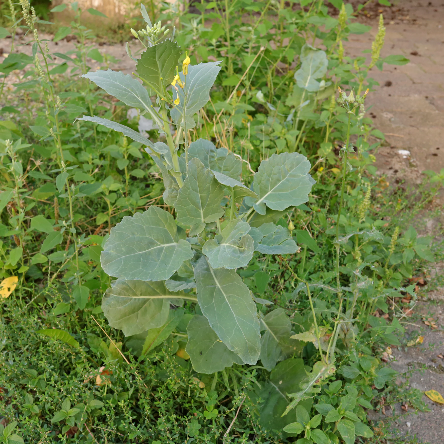 Brassica napus