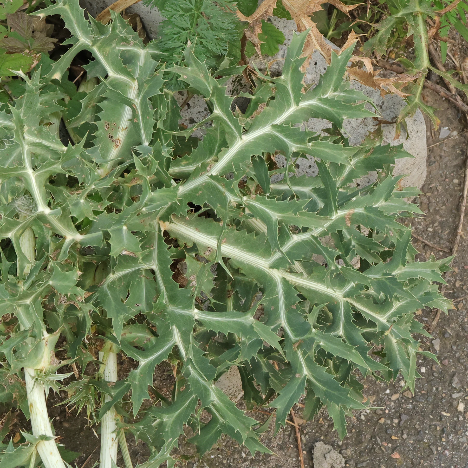 Feld Mannstreu Blatt