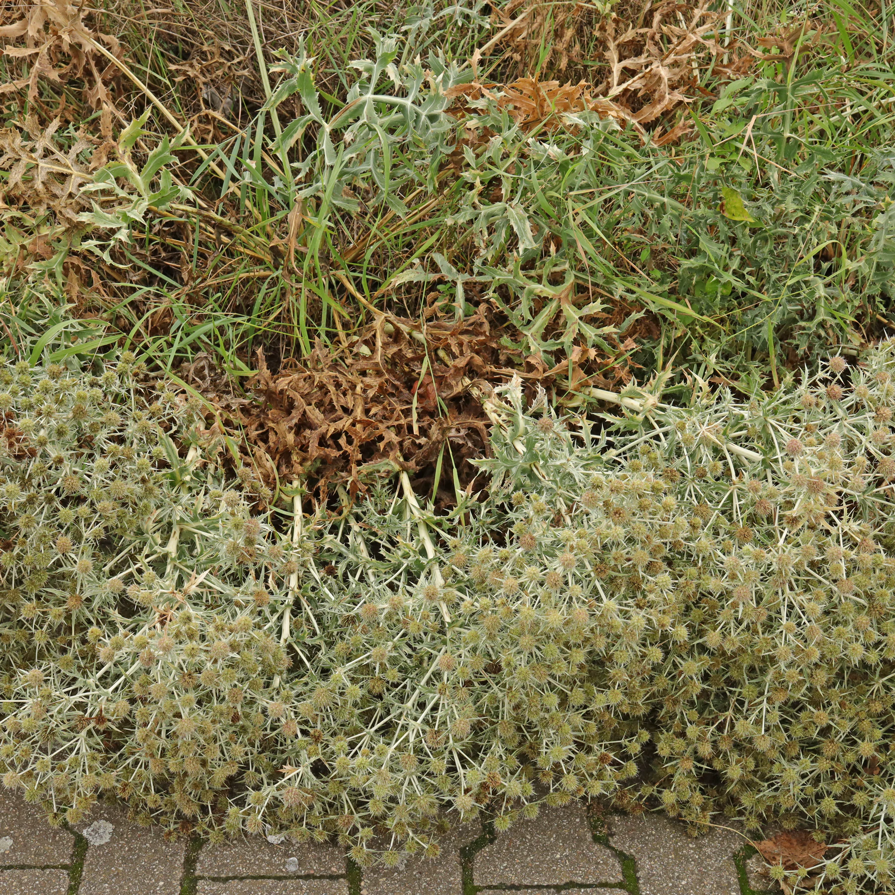 Feld Mannstreu Habitus überhängend