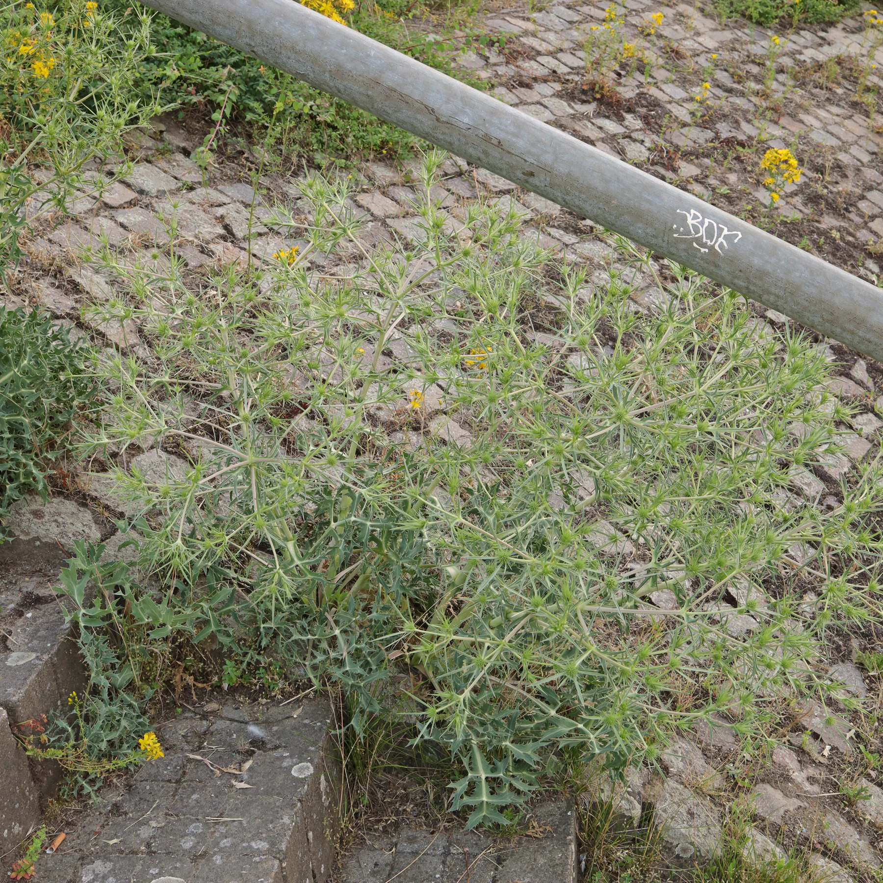Feld Mannstreu an Treppe