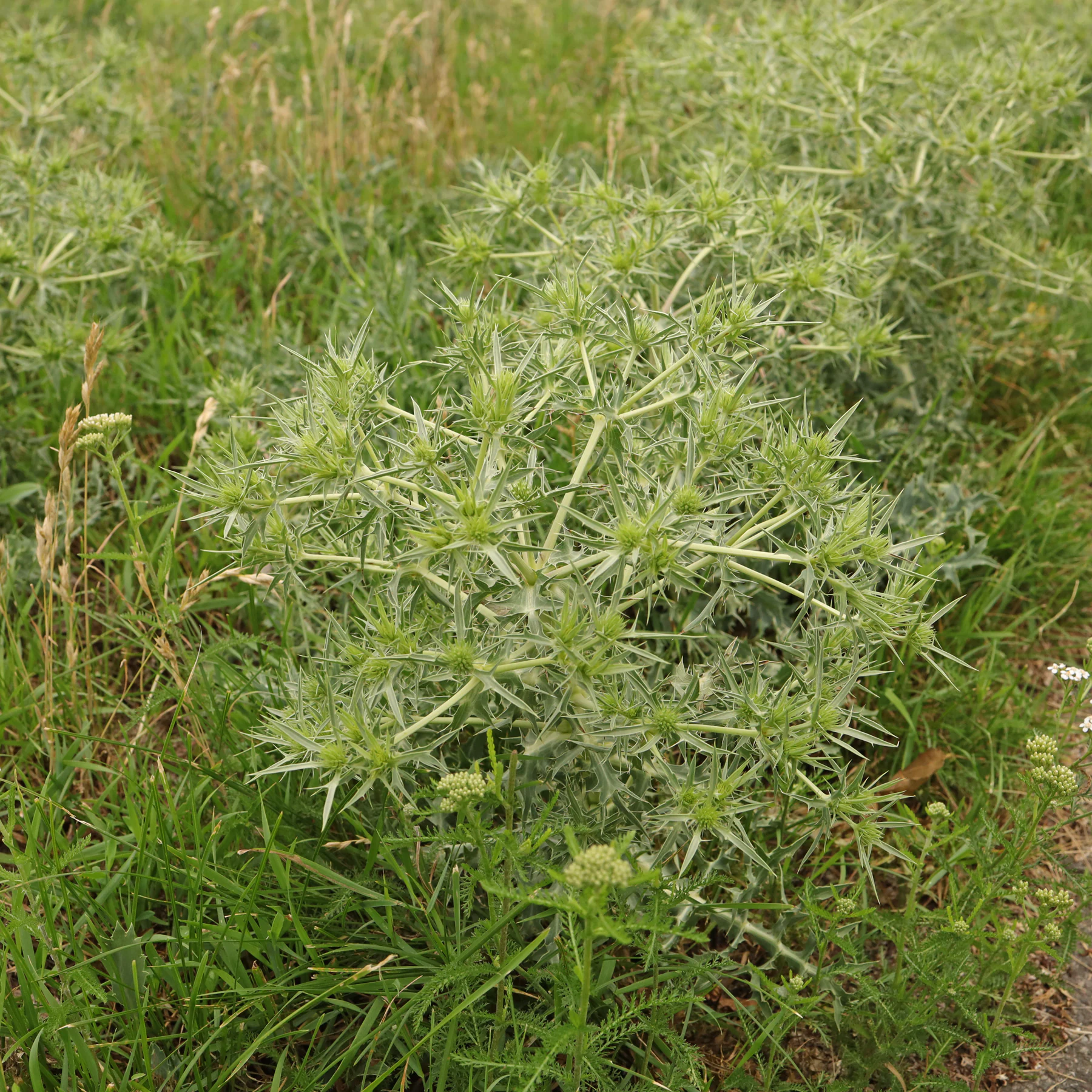 Feld Mannstreu in Wiese