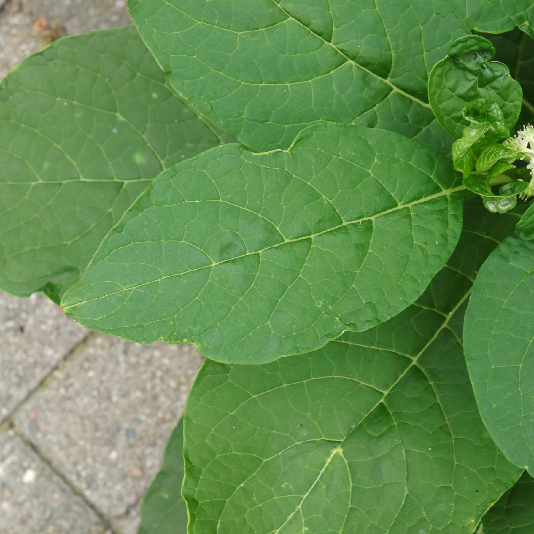 Indische Kermesbeere Blätter