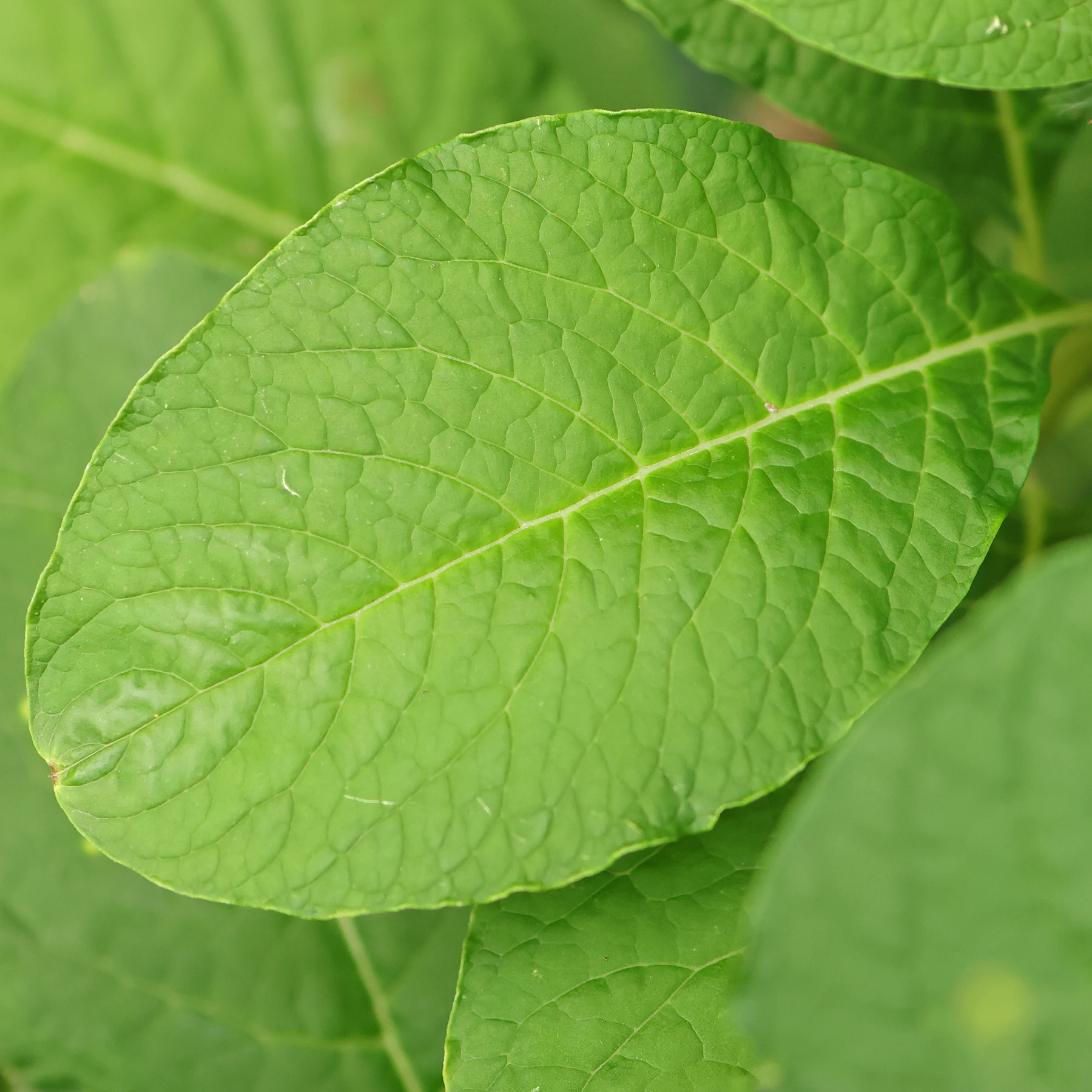 Indische Kermesbeere Blatt