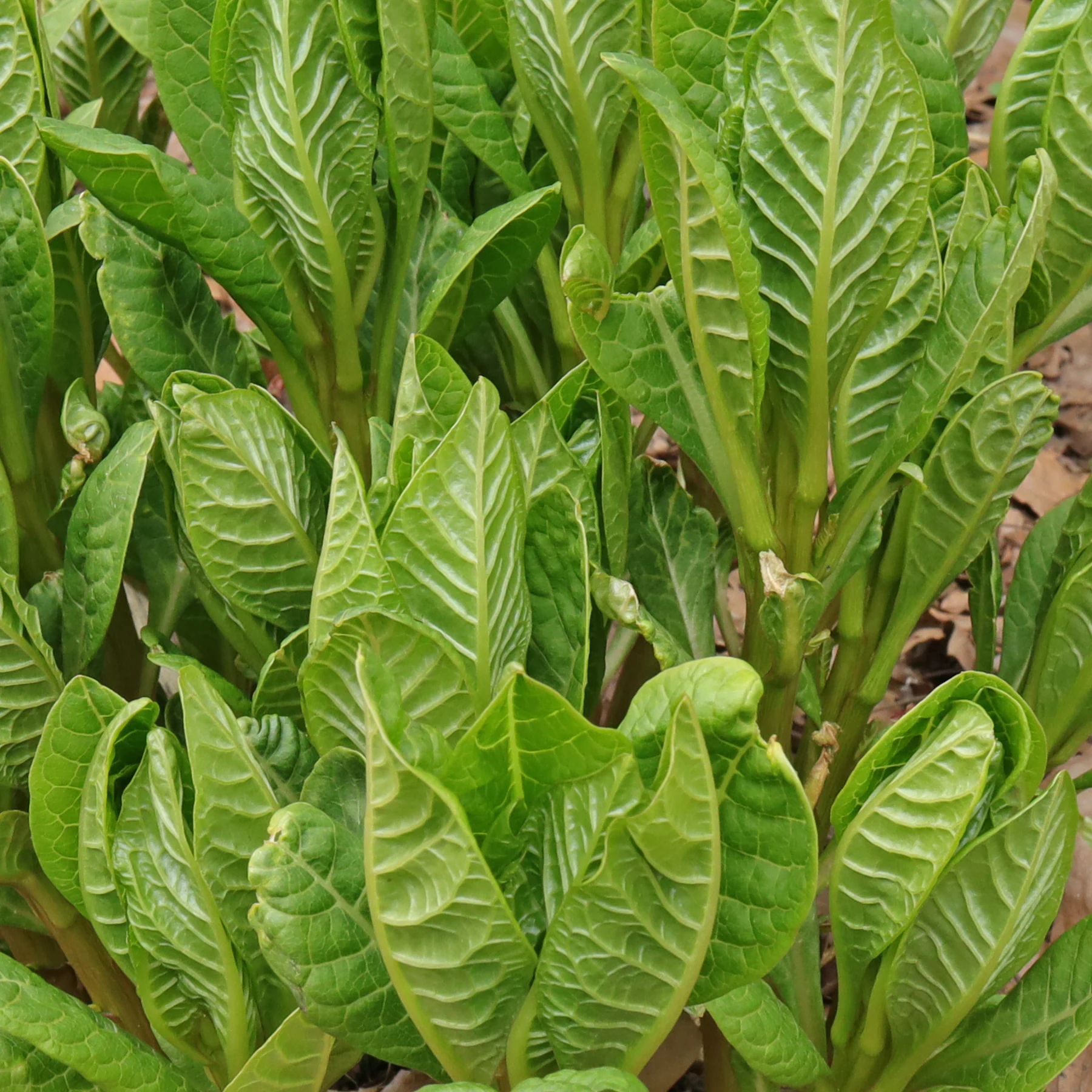 Indische Kermesbeere Blattunterseiten