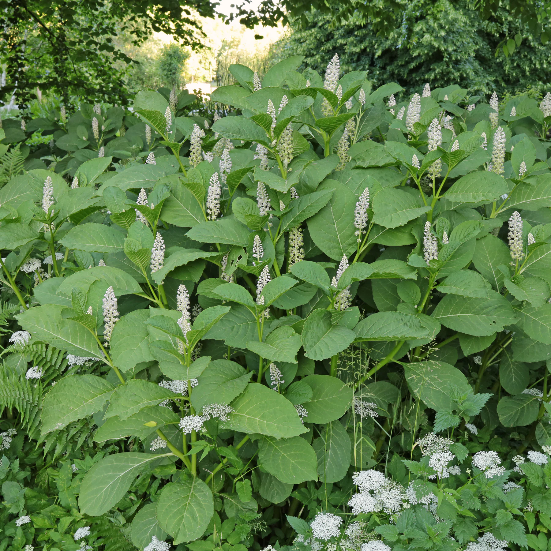 Indische Kermesbeere Habitus blühend