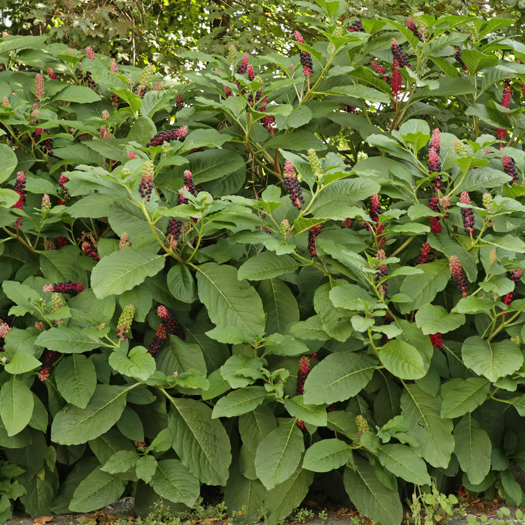 Indische Kermesbeere Habitus mit Beeren