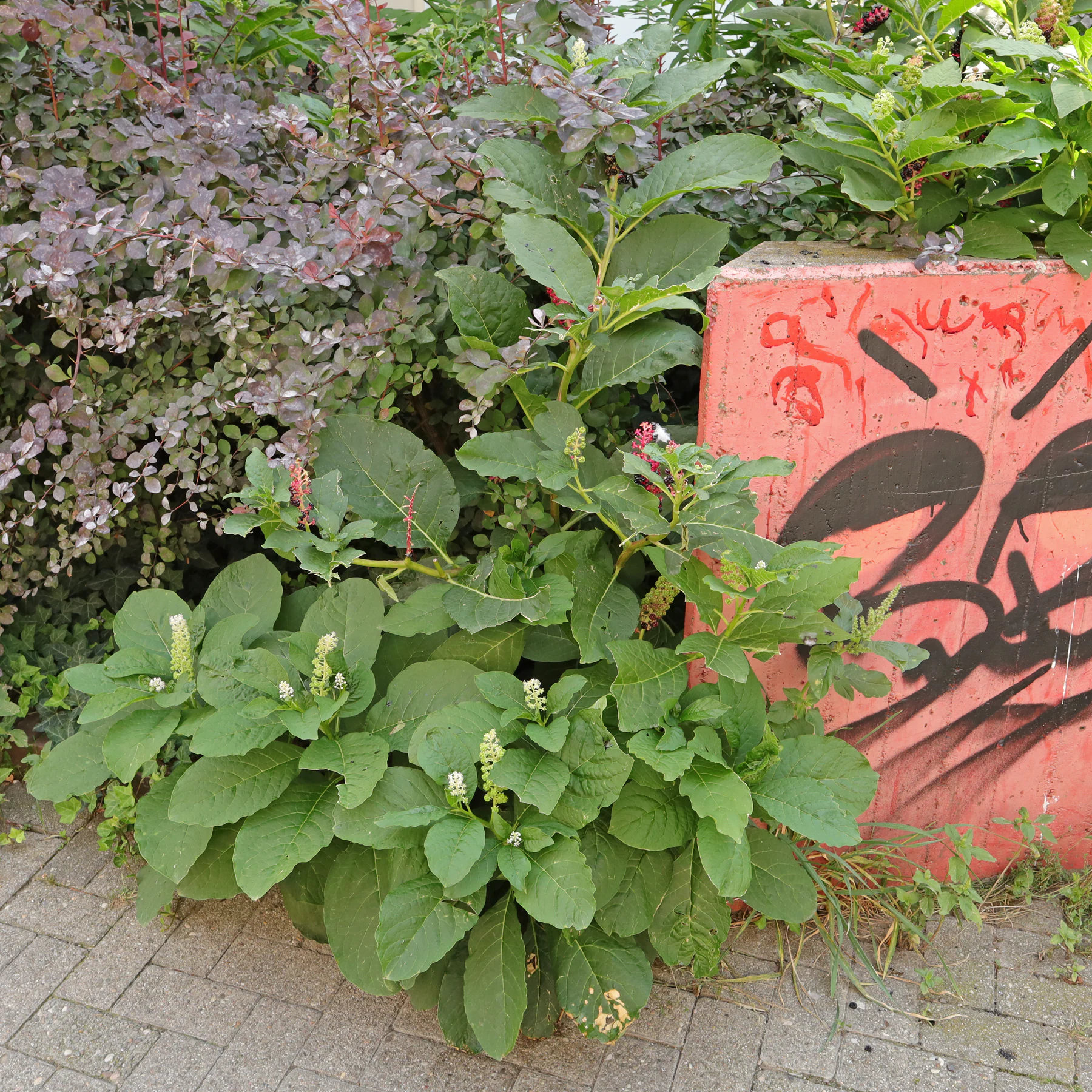 Indische Kermesbeere am Wegrand