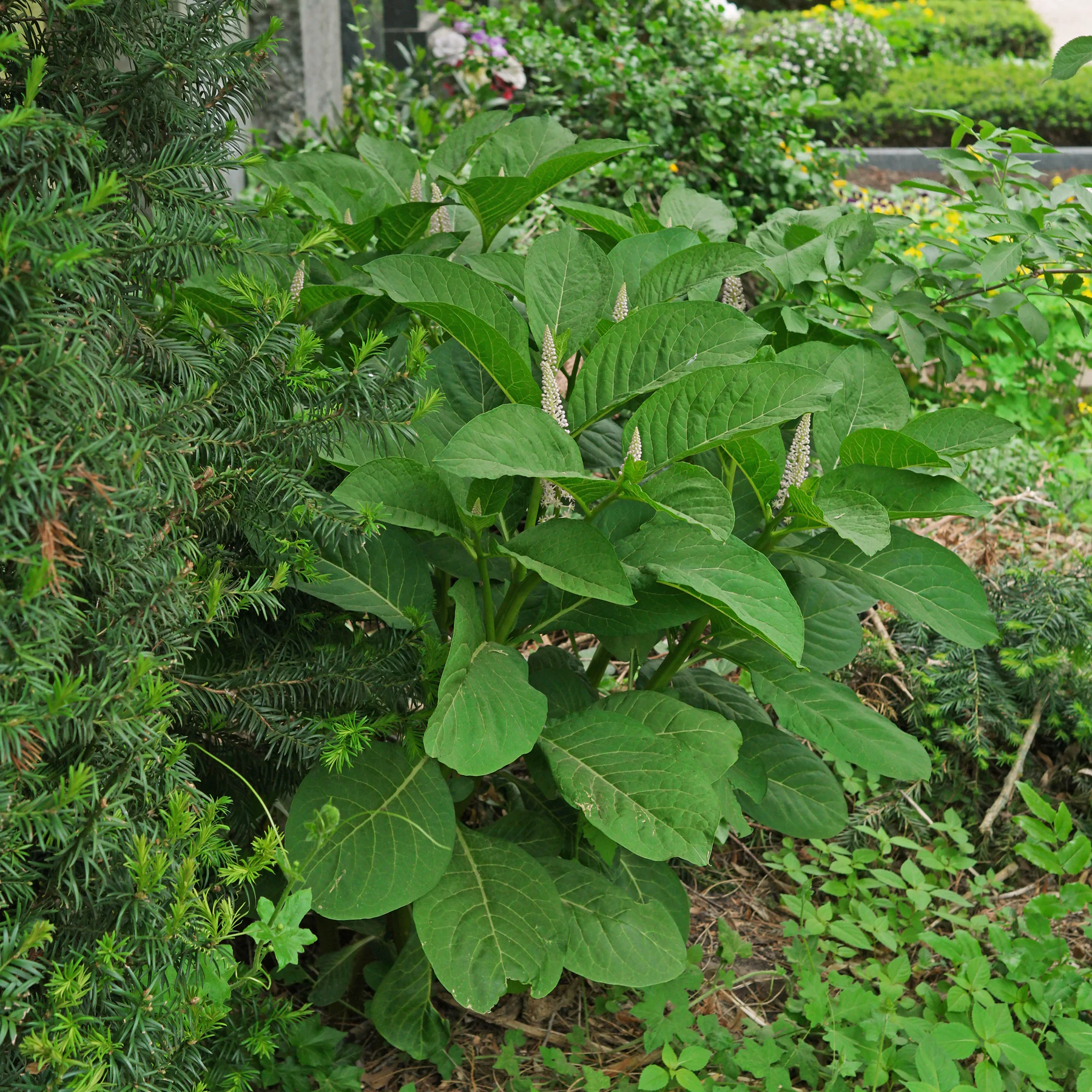 Indische Kermesbeere auf Friedhof