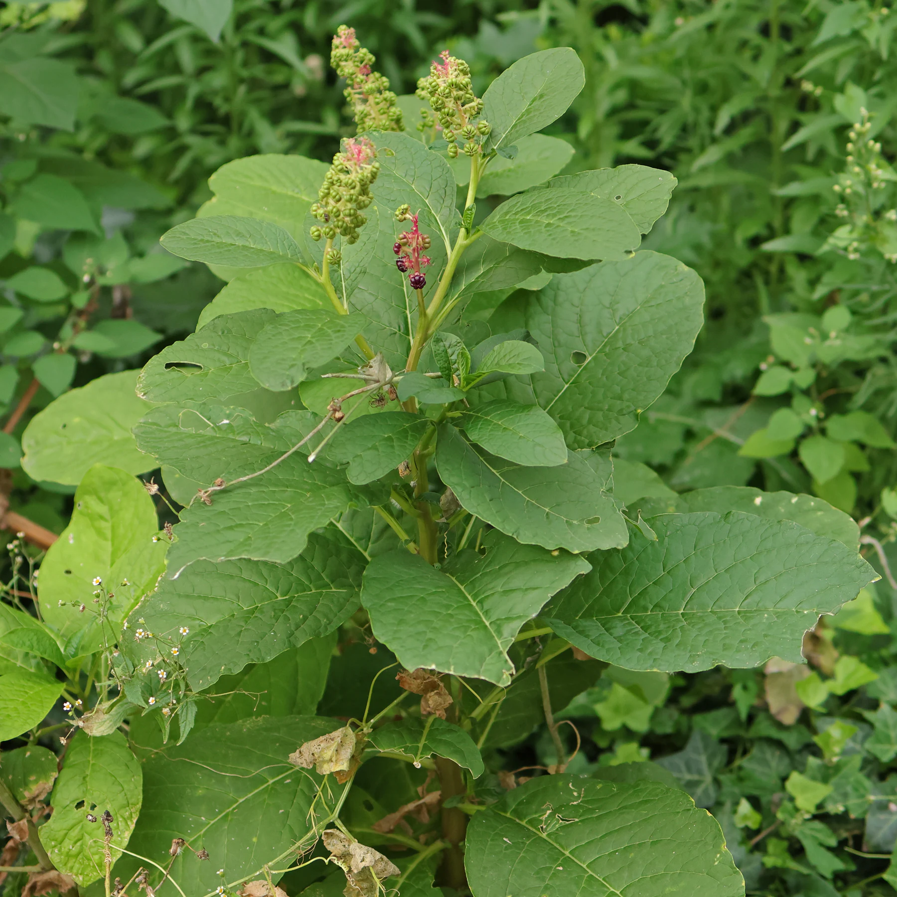 Phytolacca acinosa Kermesbeere