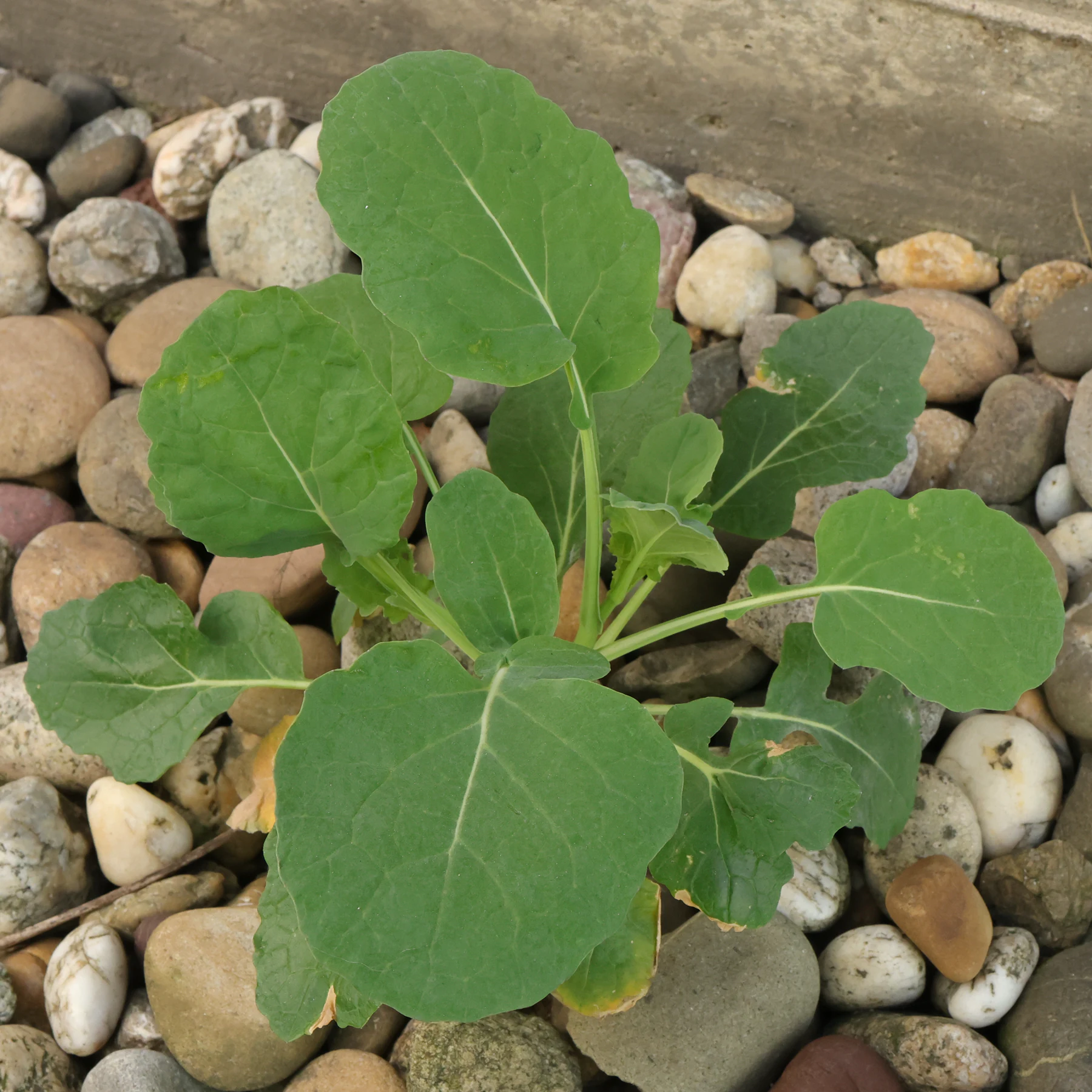 Raps Blätter oval