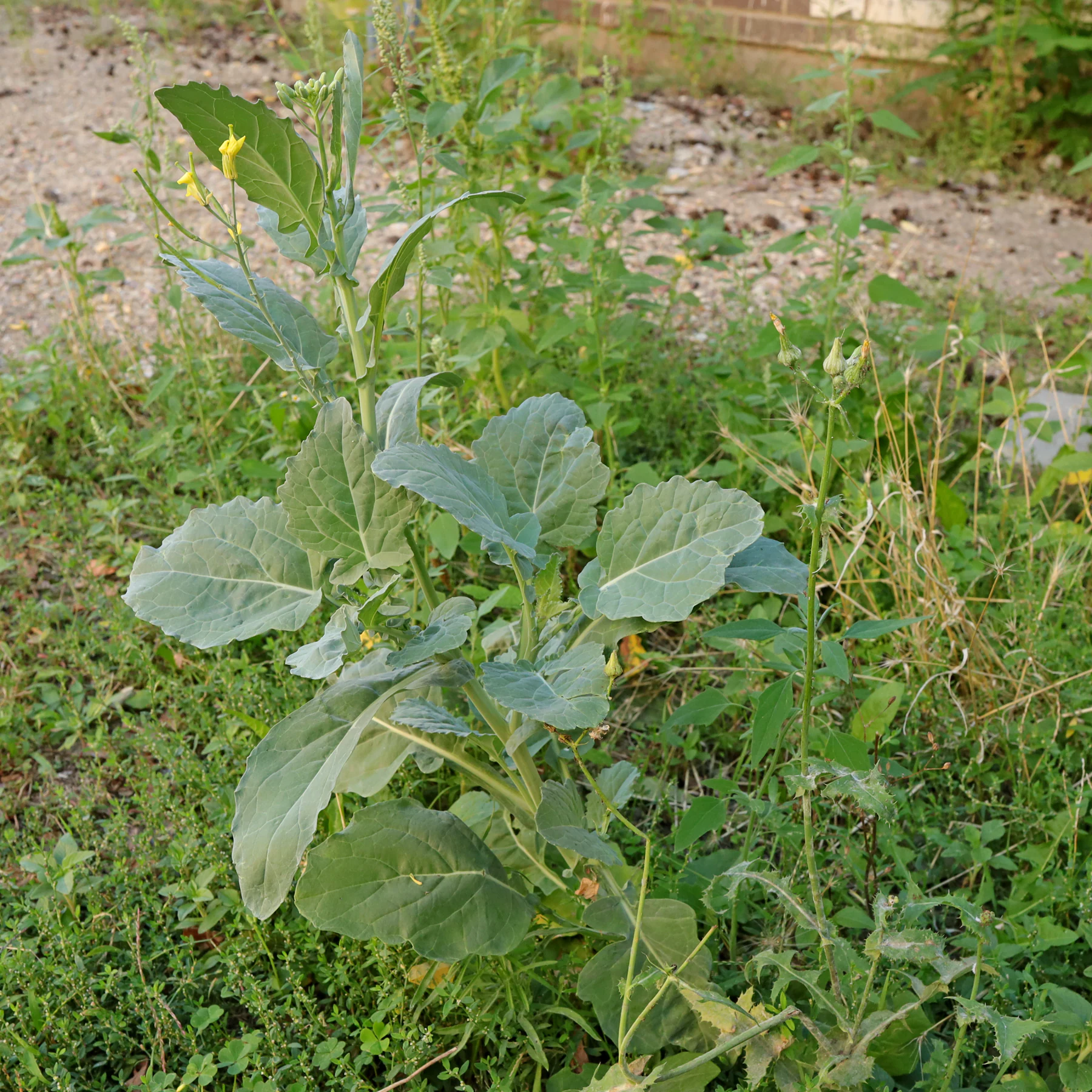Raps Habitus