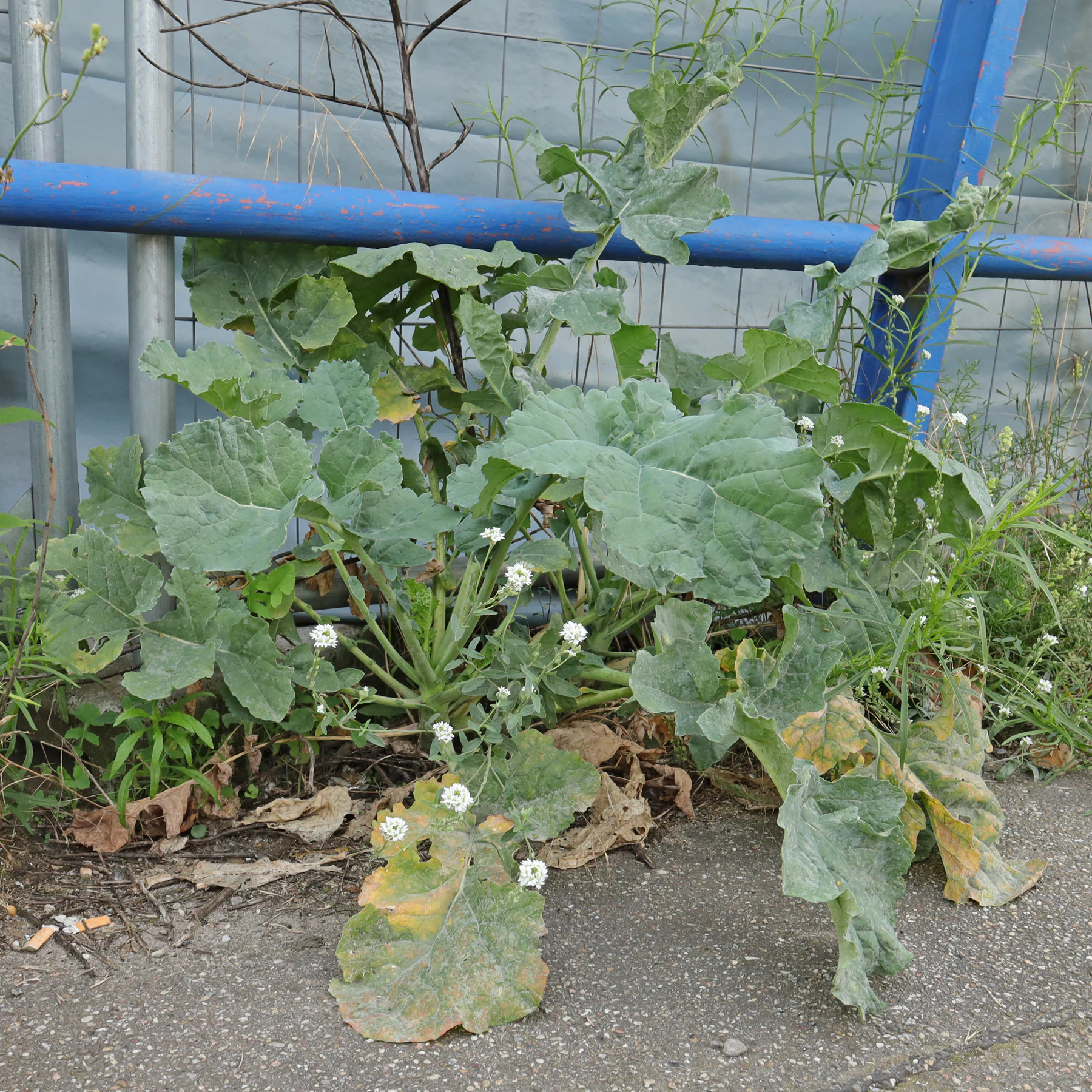 Raps an Baustelle