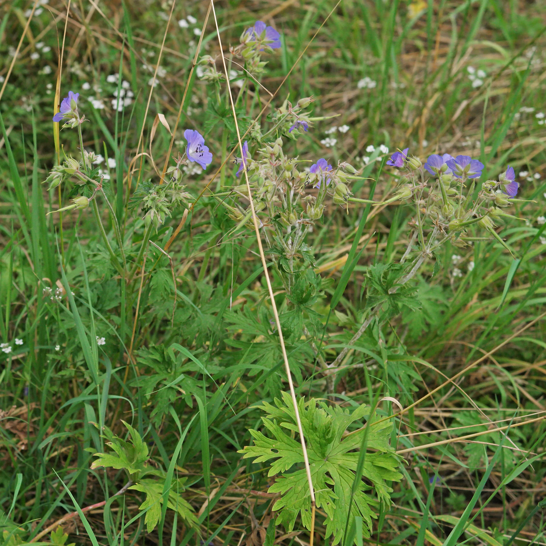 Wiesen Storchschnabel Geranium pratense