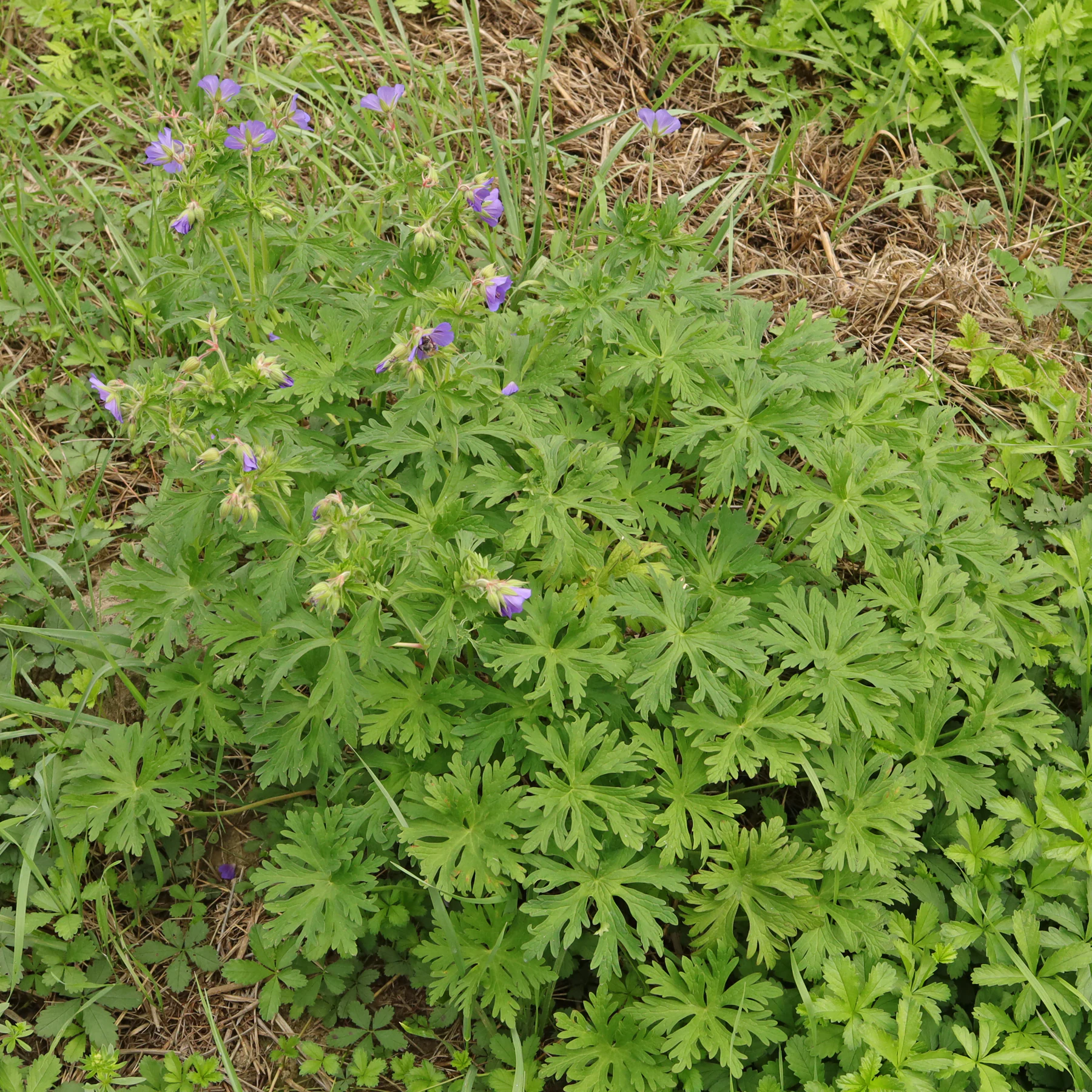 Wiesen Storchschnabel Habitus nach Mahd