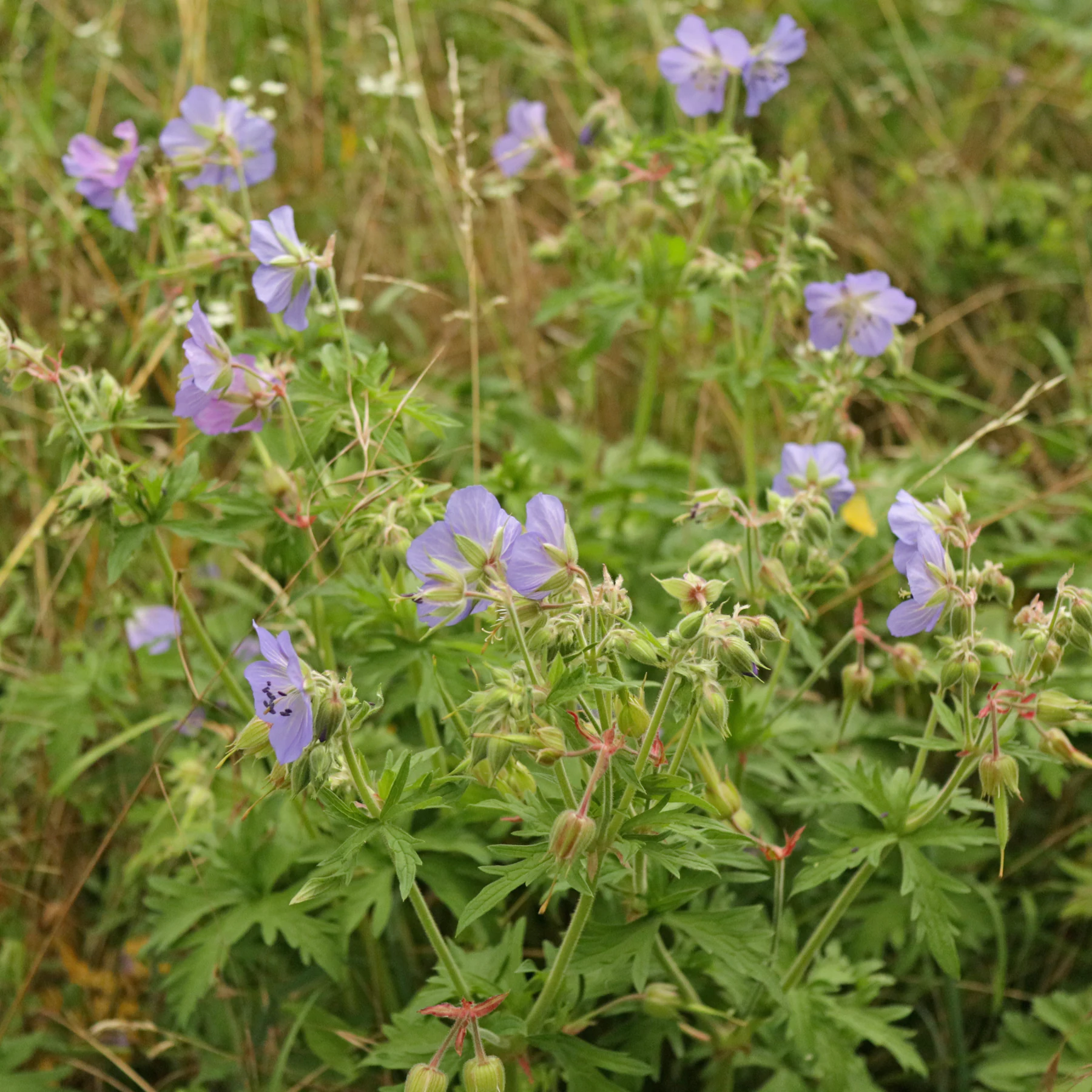 Wiesen Storchschnabel Habitus