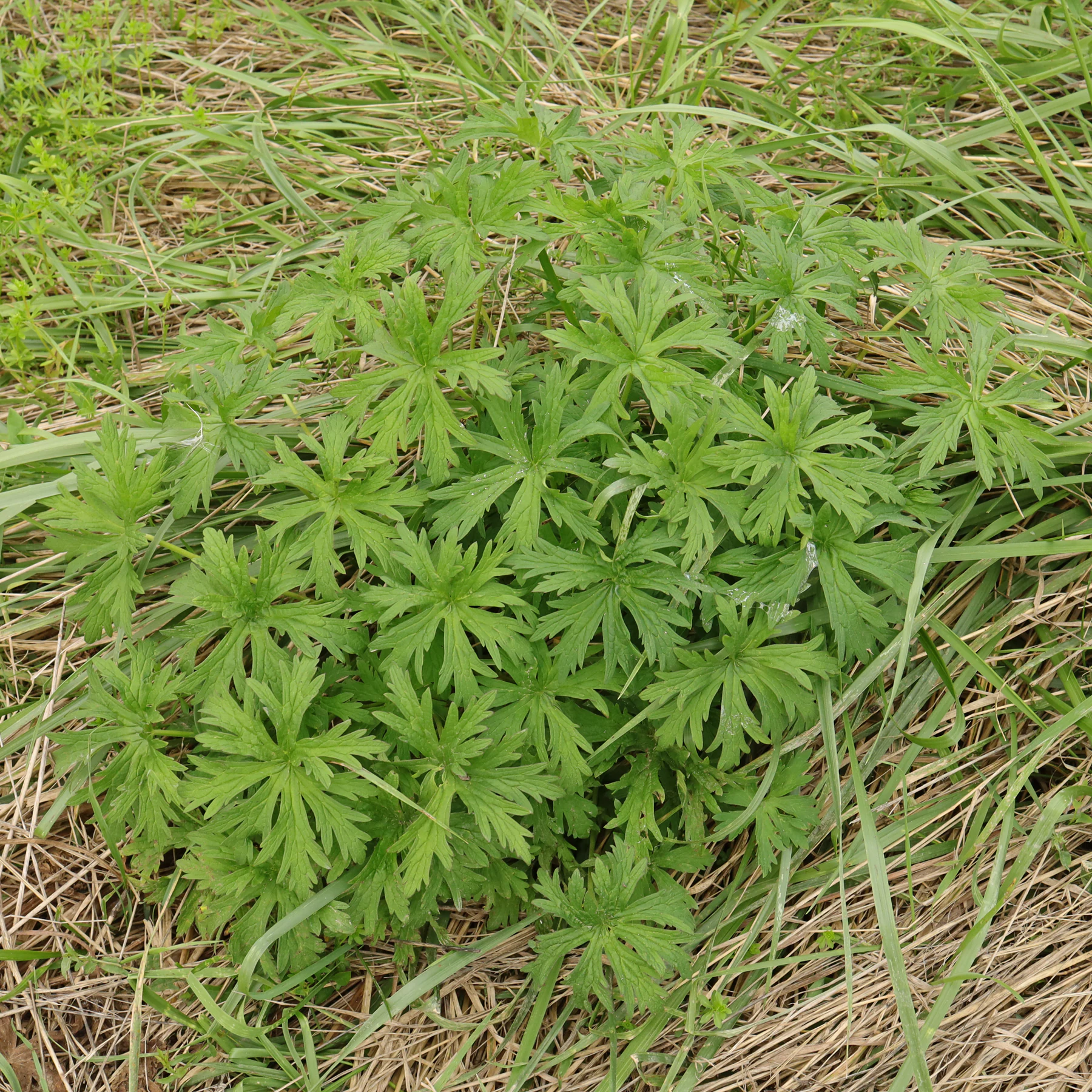 Wiesen Storchschnabel in Wiese