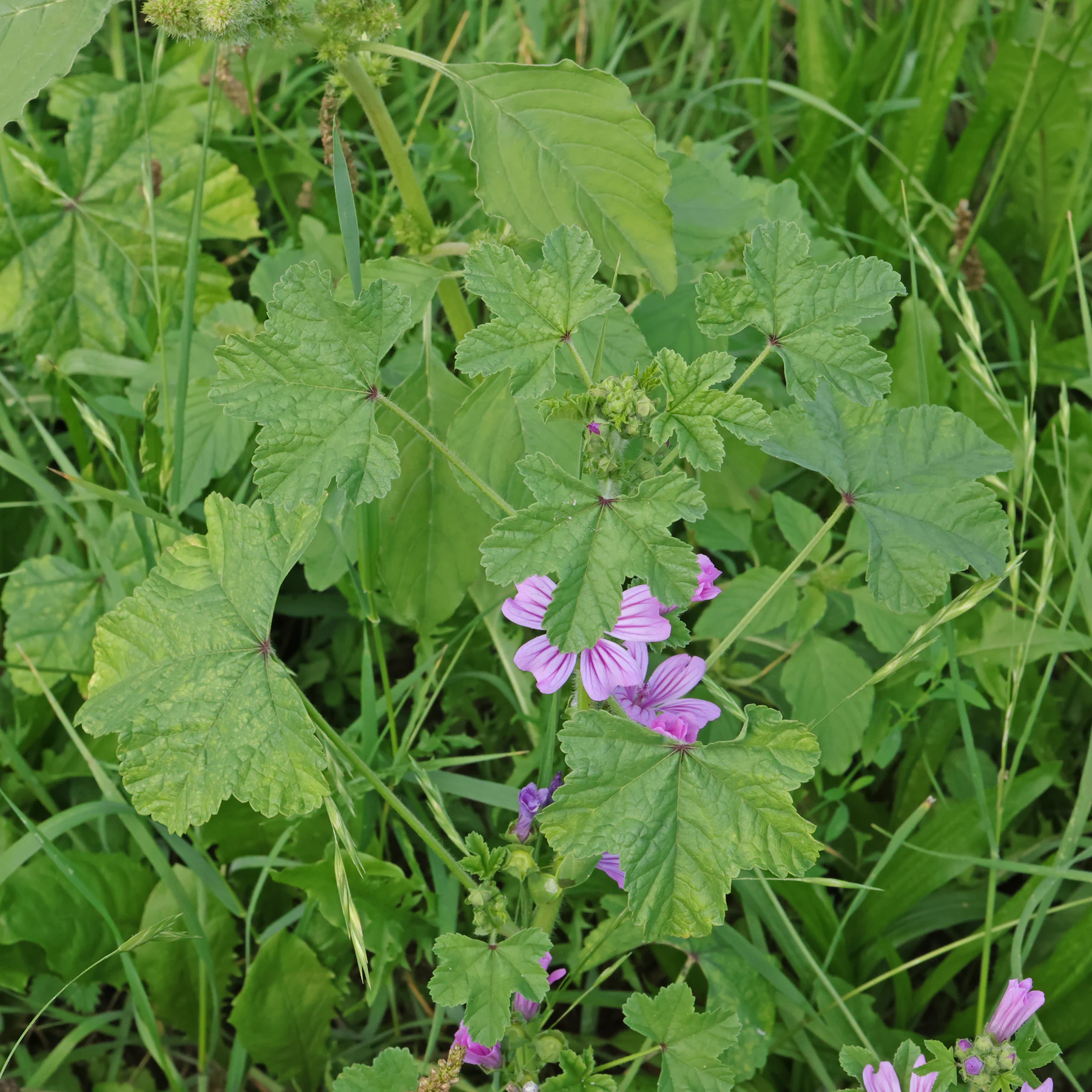 Wilde Malve in Wiese