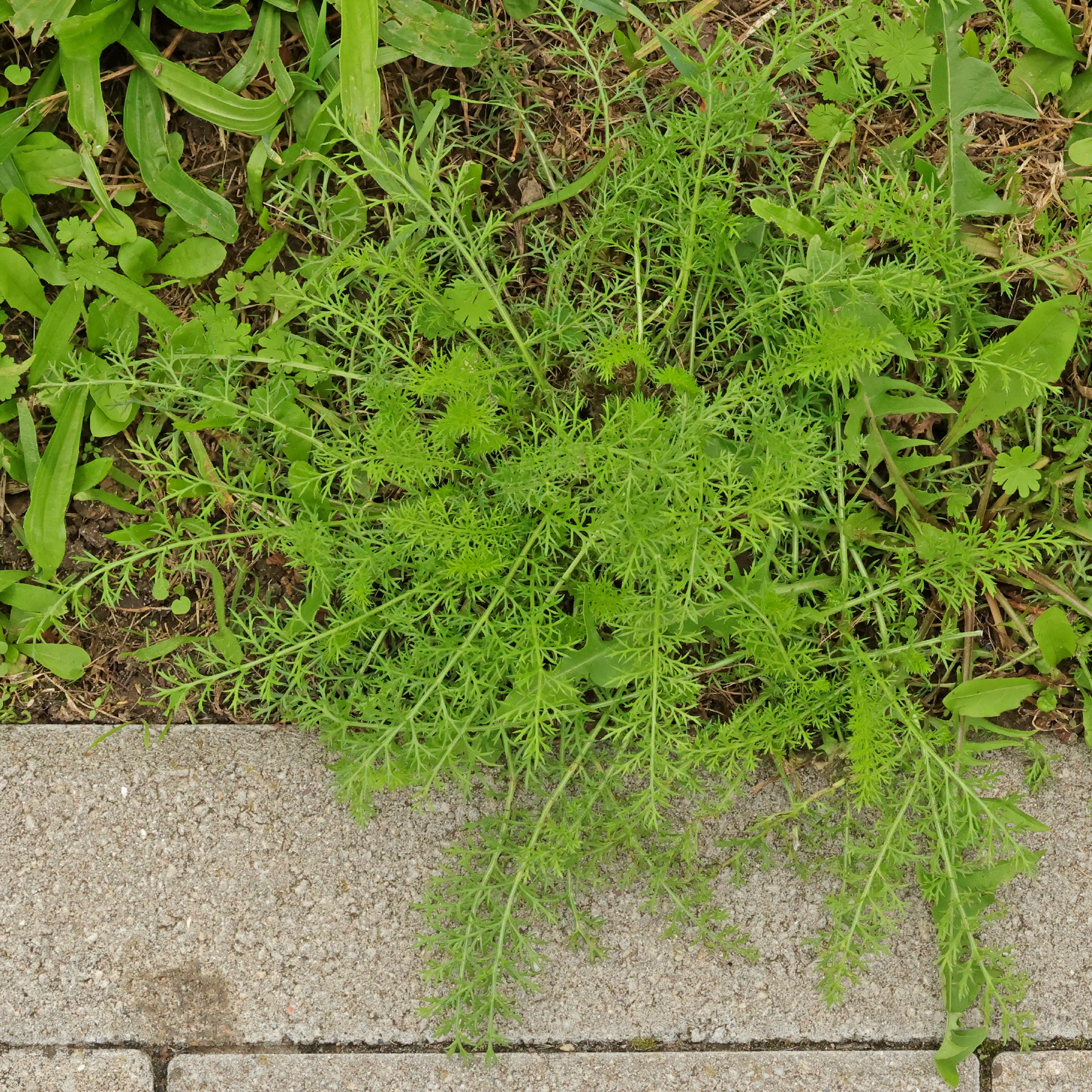 Schafgarbe Habitus nach Mahd