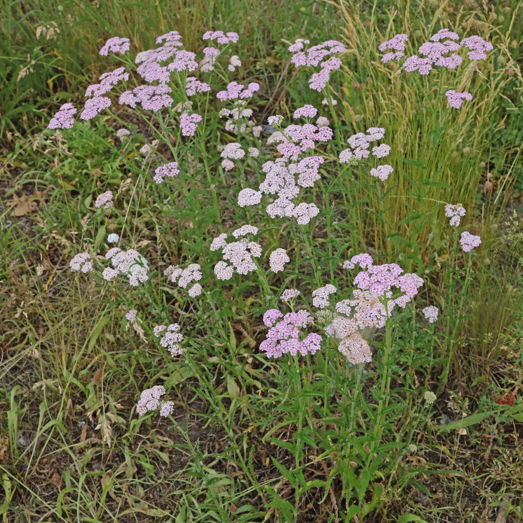 Schafgarbe Habitus rosa blühend