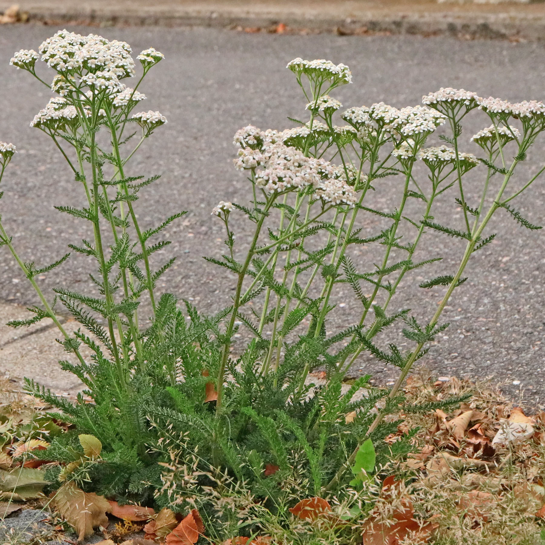 Schafgarbe Habitus weiß blühend