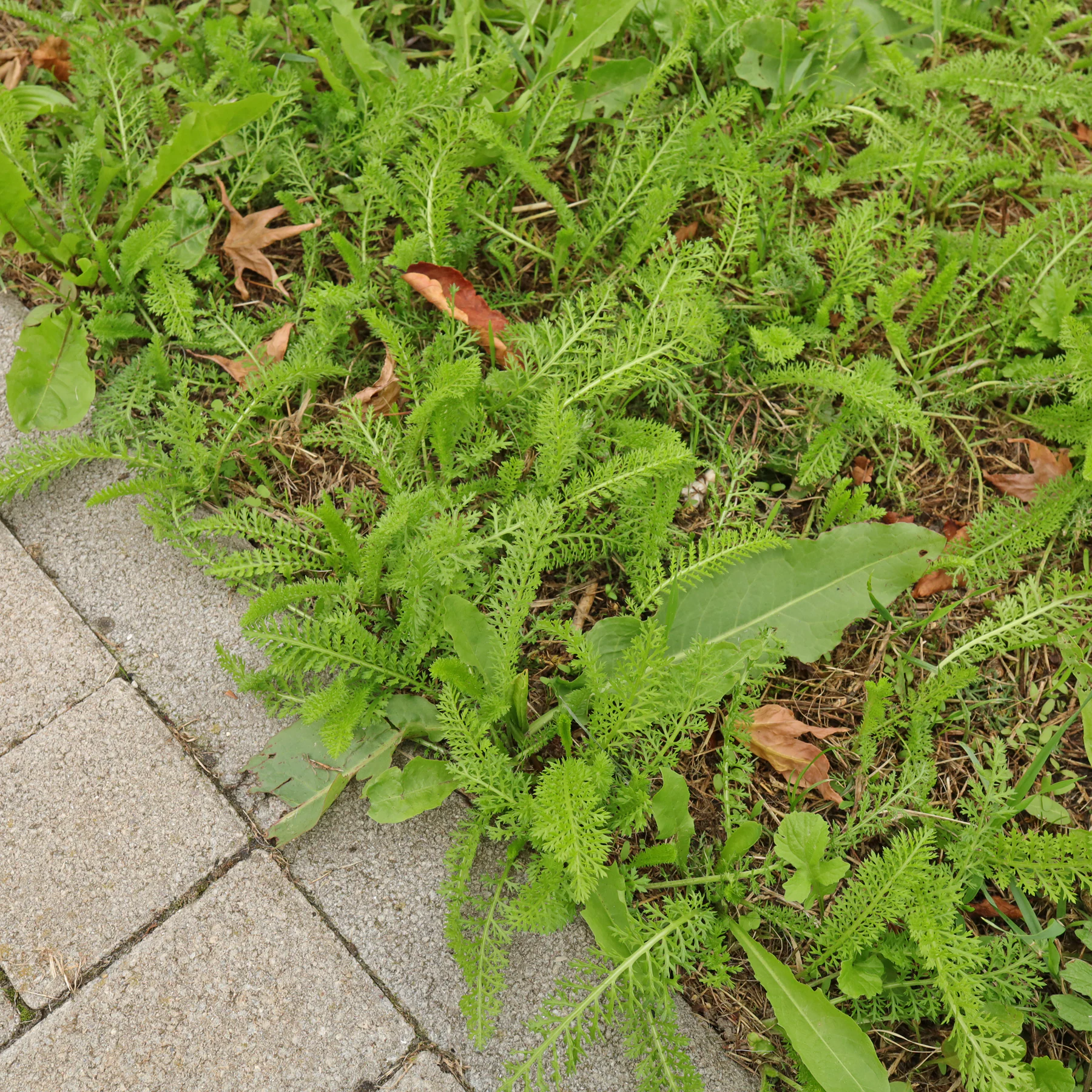 Schafgarbe am Wegrand