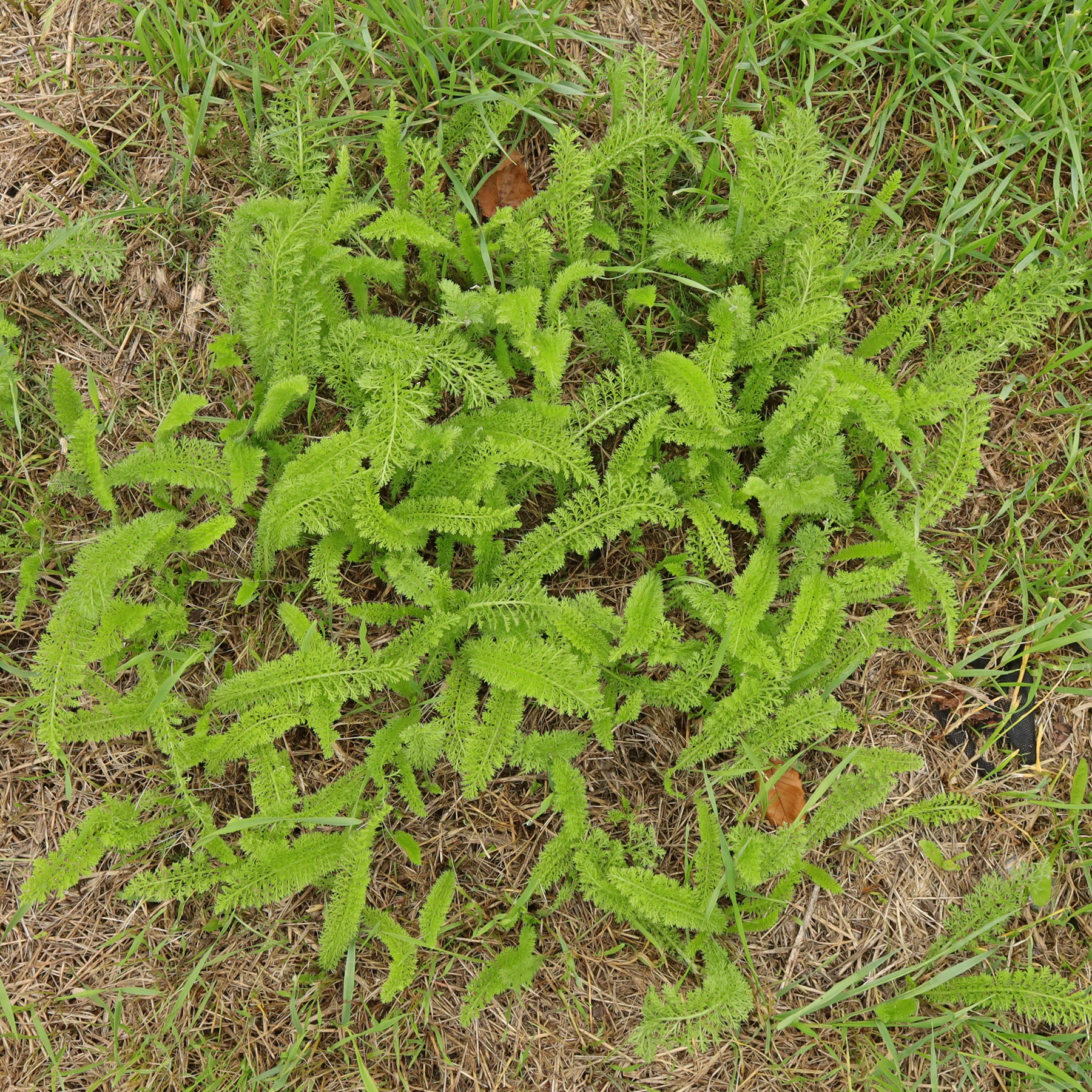 Schafgarbe in Wiese