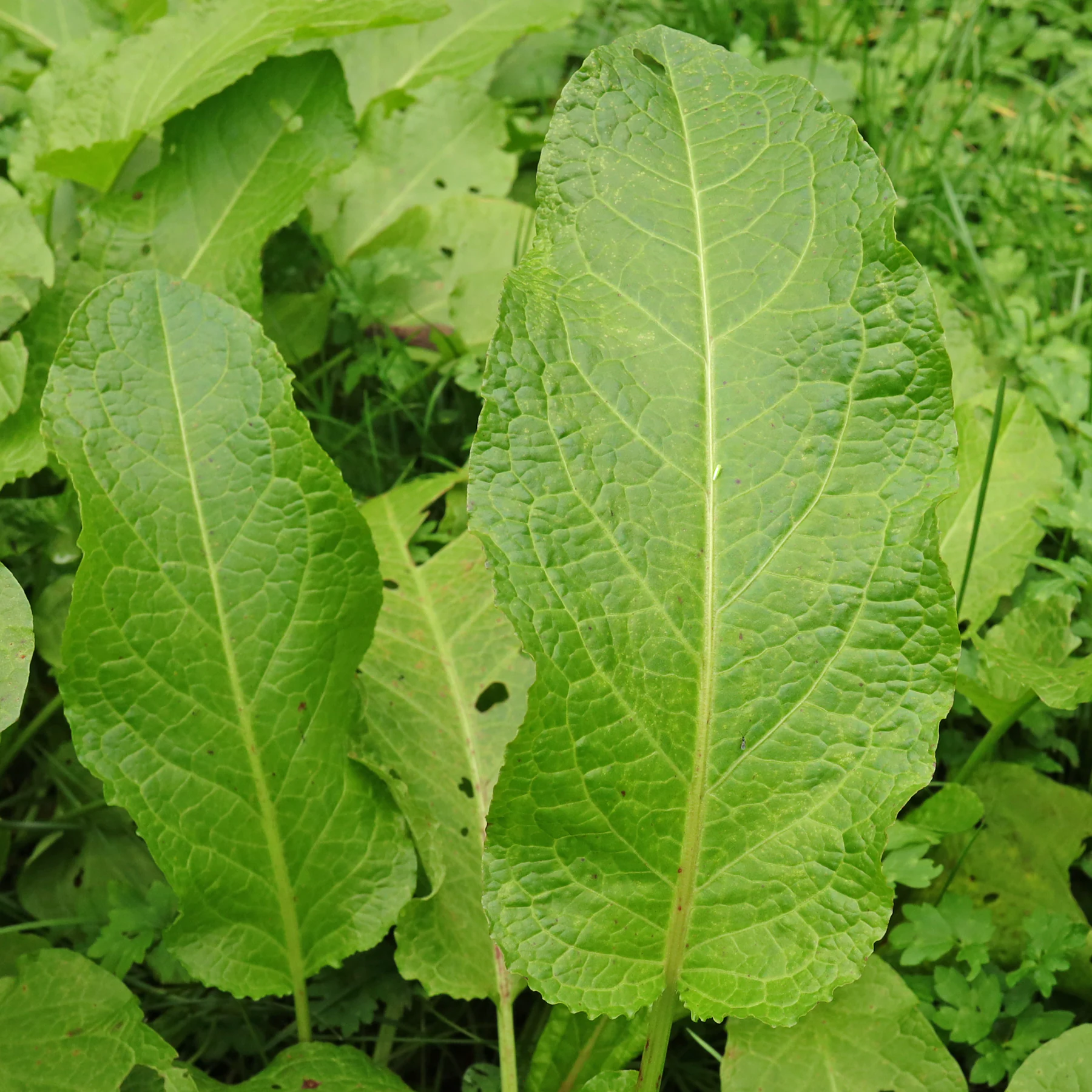 Rumex obtusifolius Grundblätter