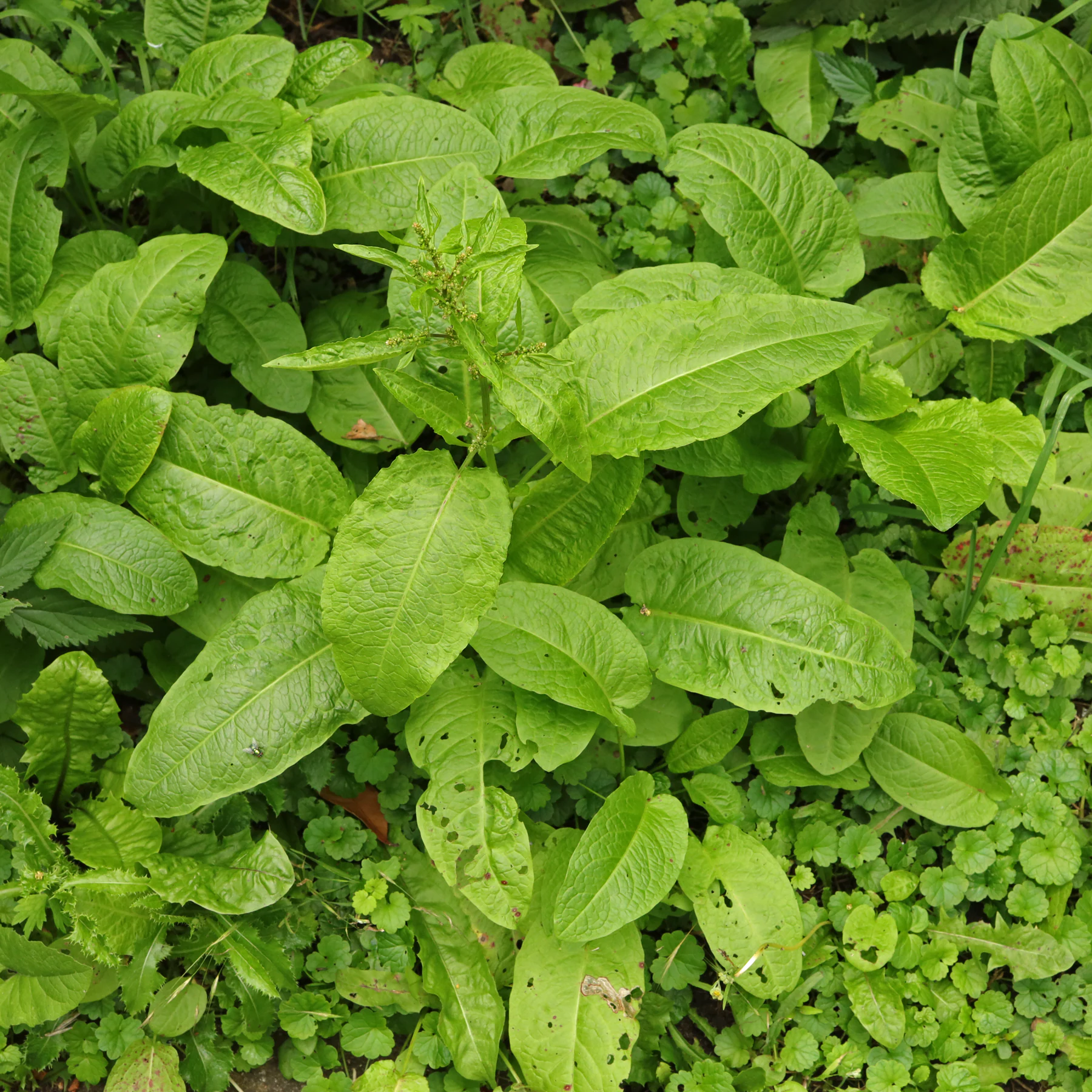 Rumex obtusifolius