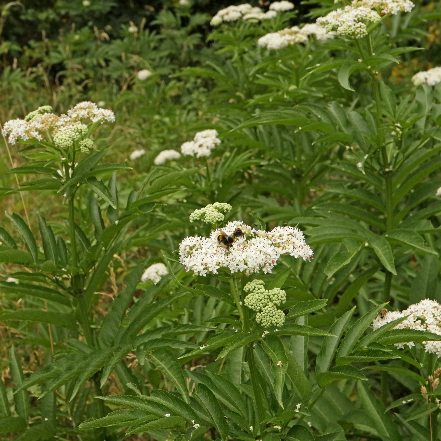 Sambucus ebulus