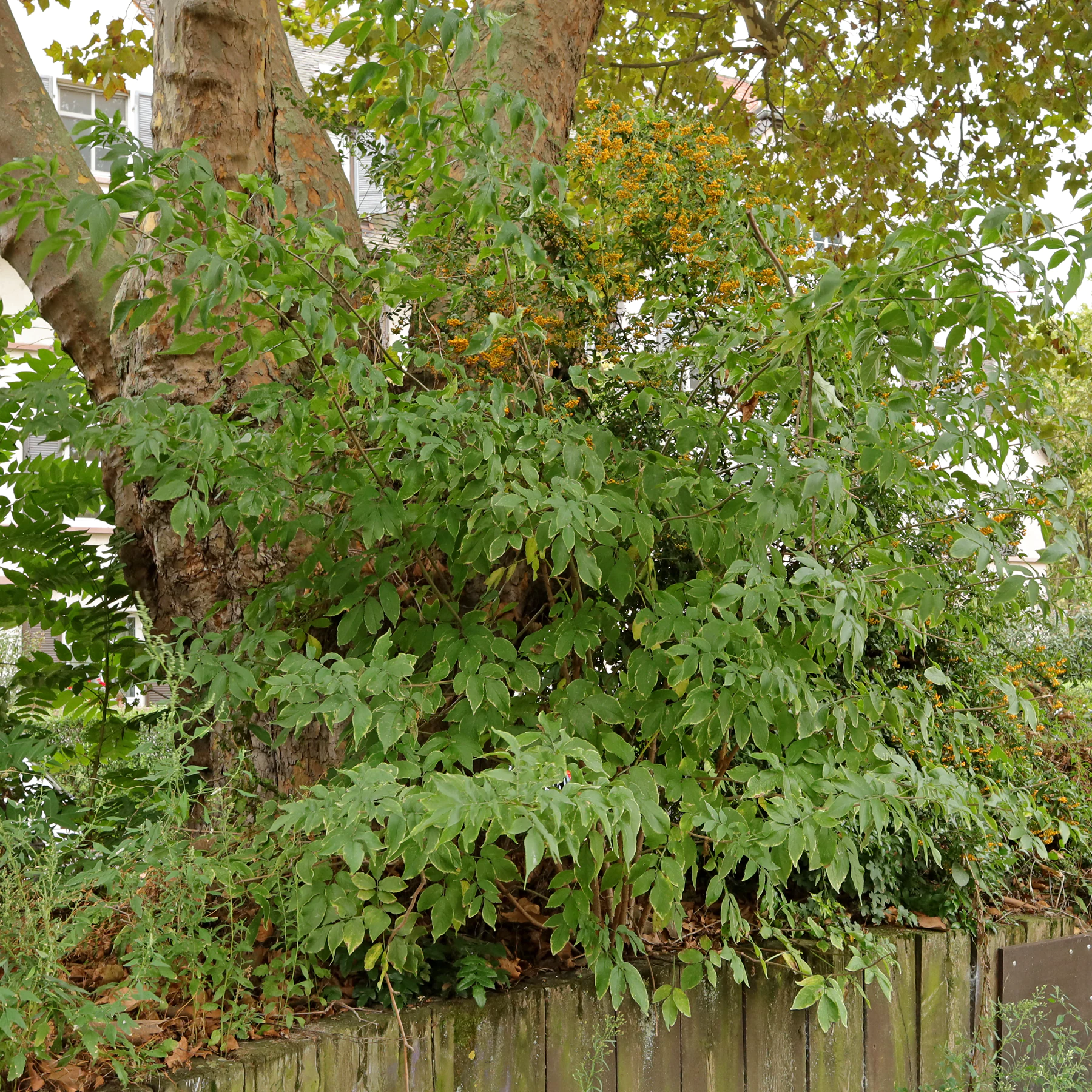 Sambucus nigra