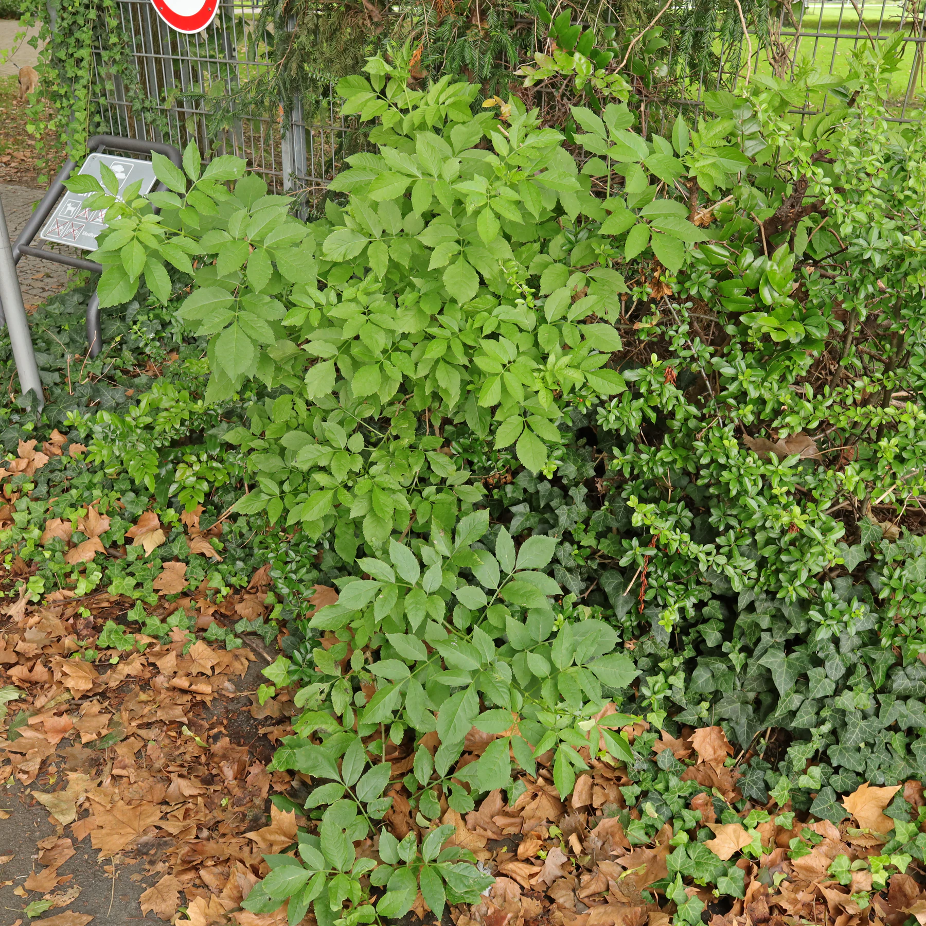 Schwarzer Holunder an Gebüschsaum