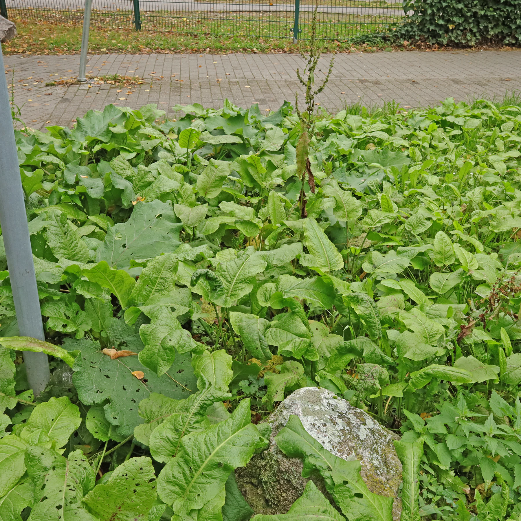 Stumpfblättriger Ampfer im Oktober