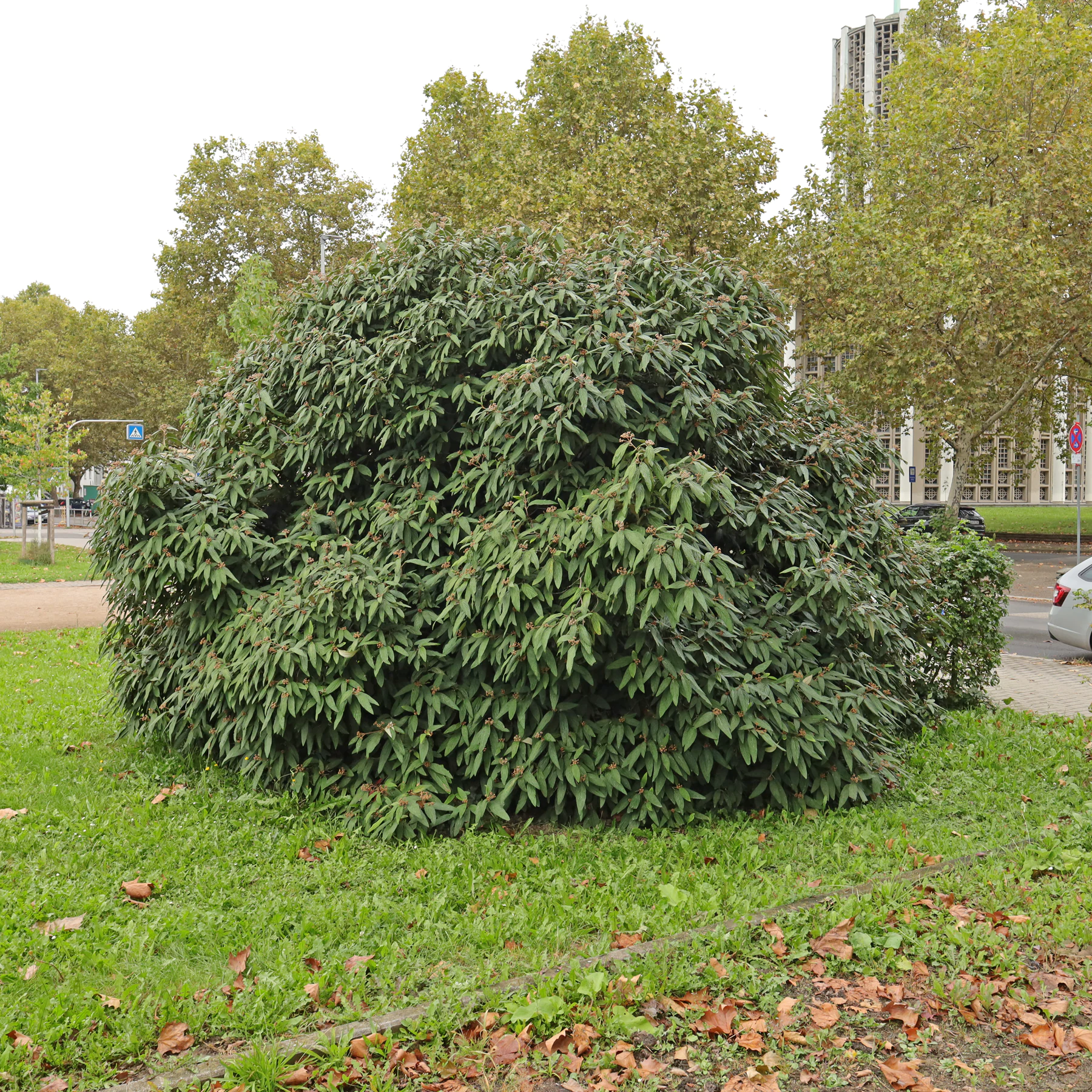 Viburnum rhytidophyllum